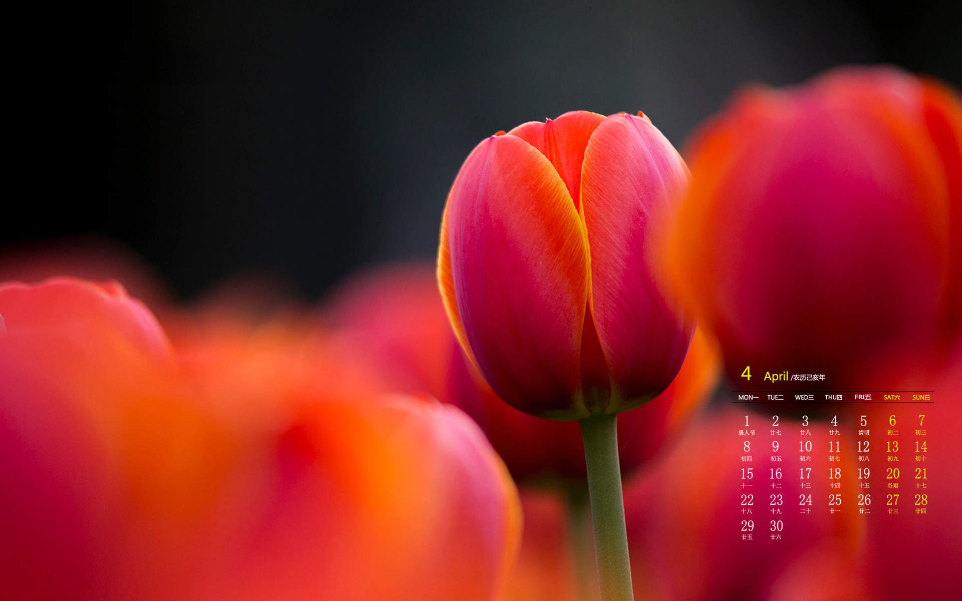 2019年4月娇艳的郁金香唯美高清日历壁纸图片