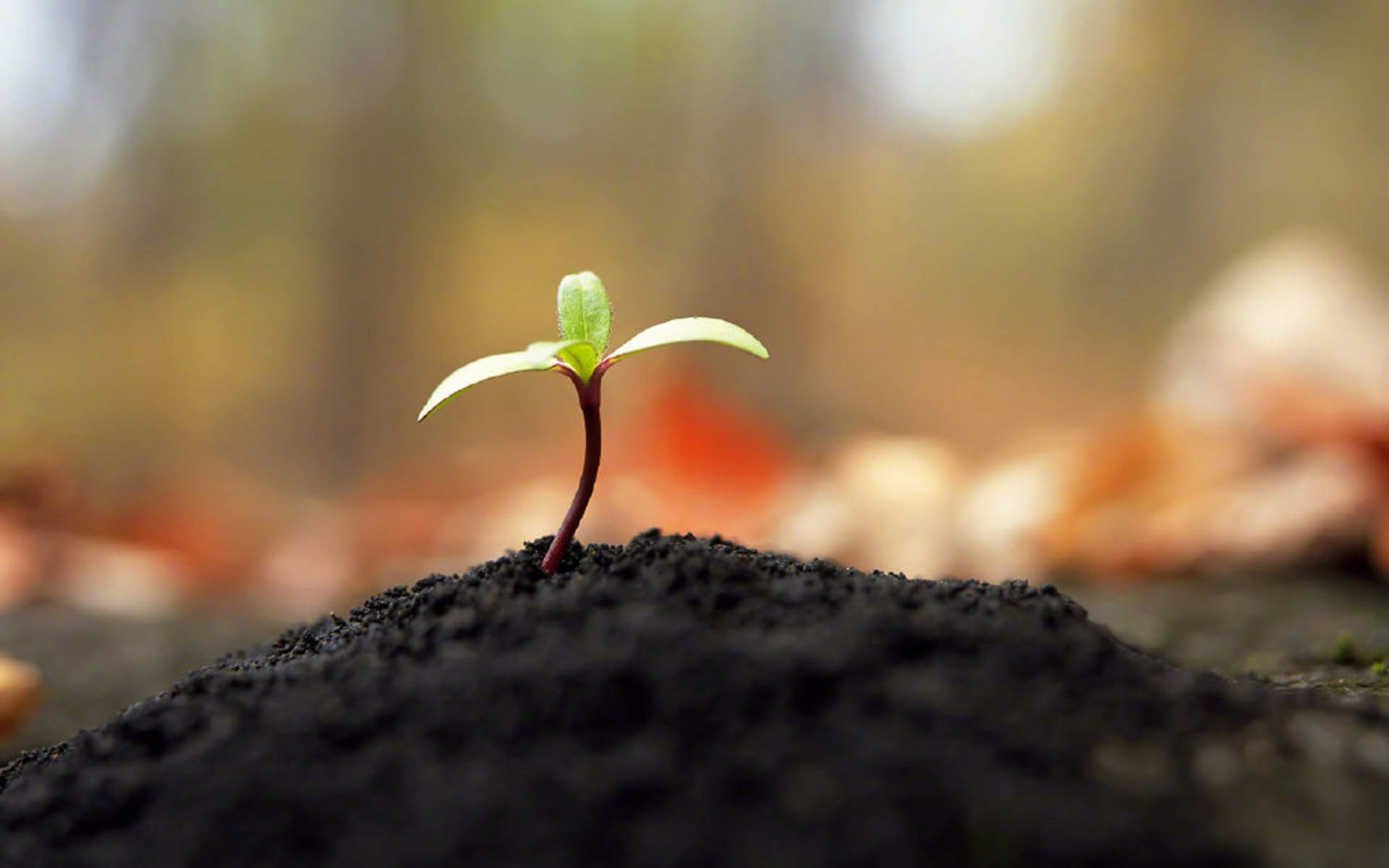 小清新植物嫩芽图片桌面壁纸图片