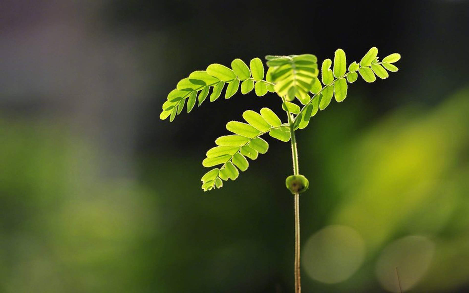 小清新植物嫩芽图片桌面壁纸图片