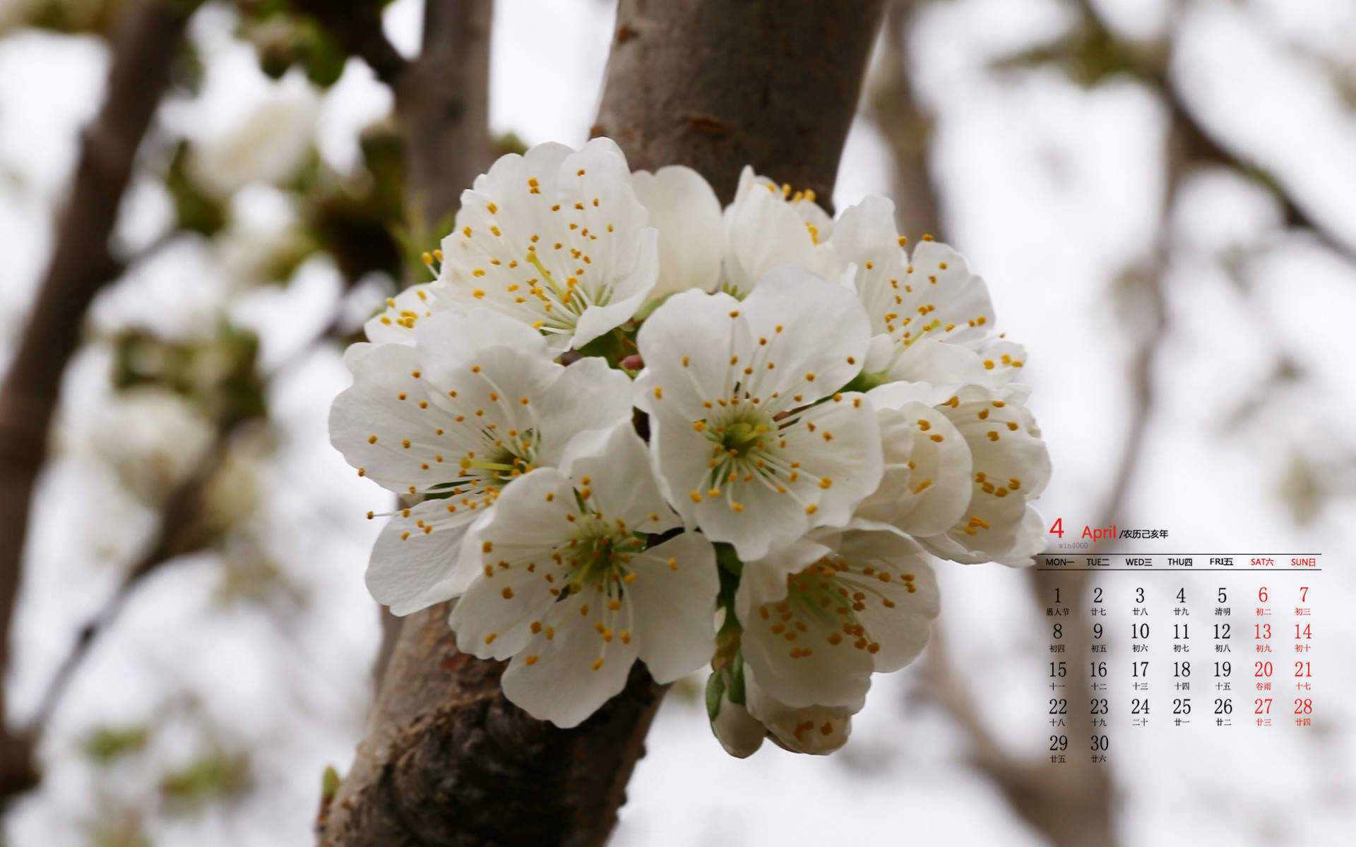 唯美浪漫的樱花桌面壁纸图片