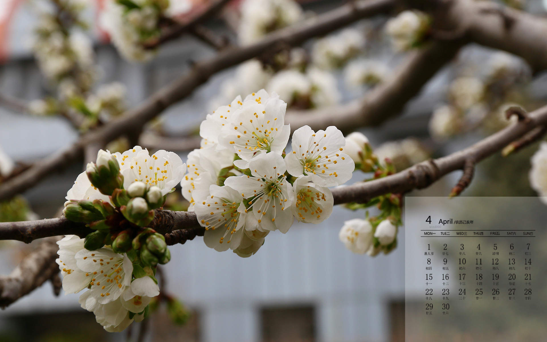 2019年4月春日唯美樱花高清日历壁纸图片