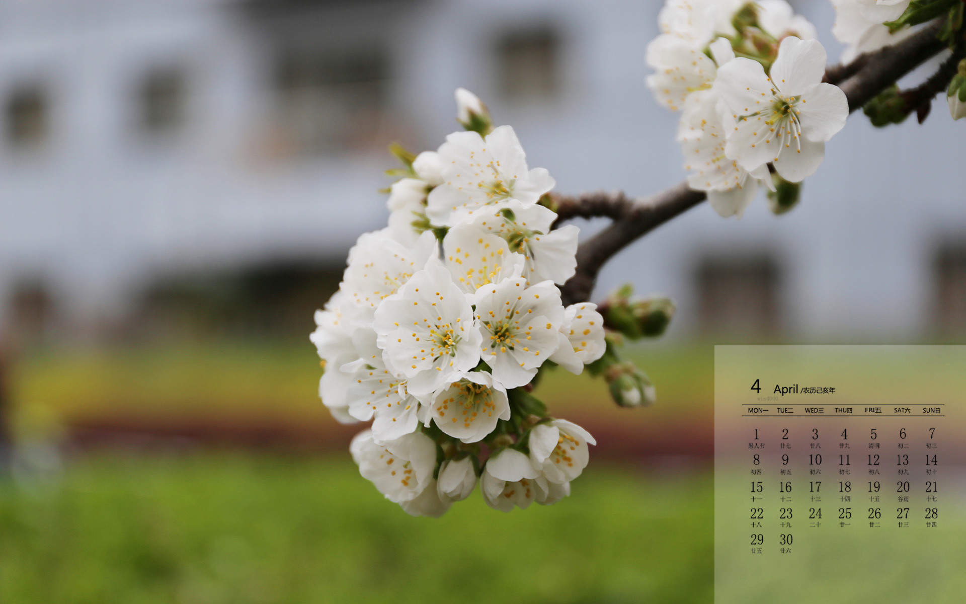 2019年4月春日唯美樱花高清日历壁纸图片
