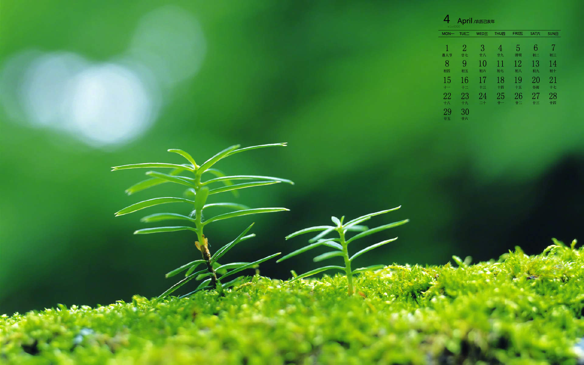 绿色植物图片