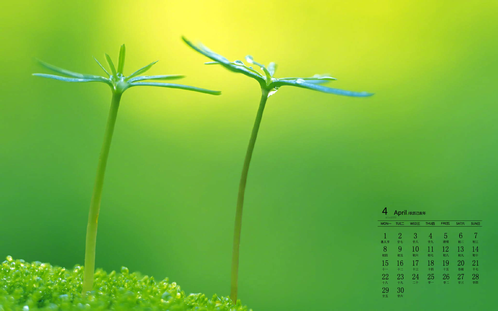 绿色植物图片