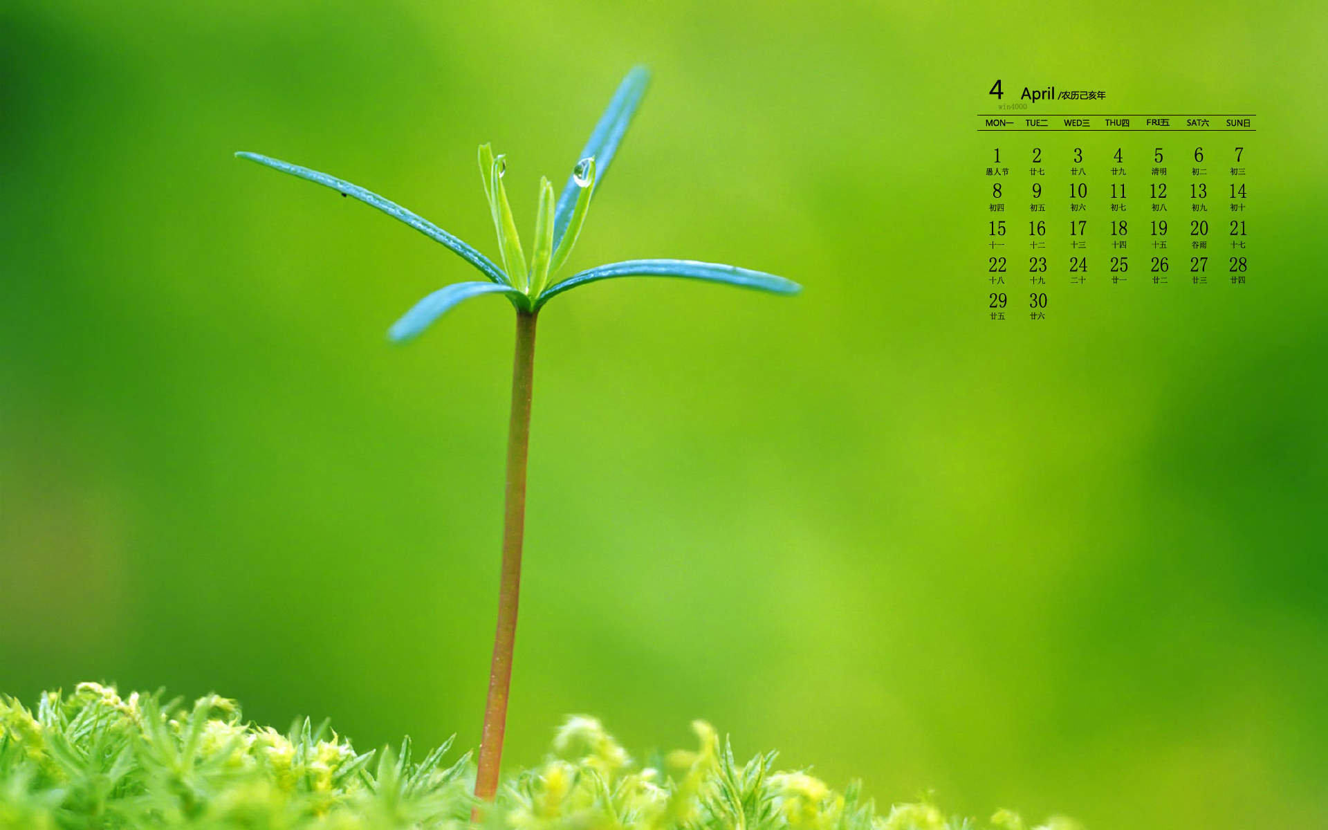 绿色植物图片