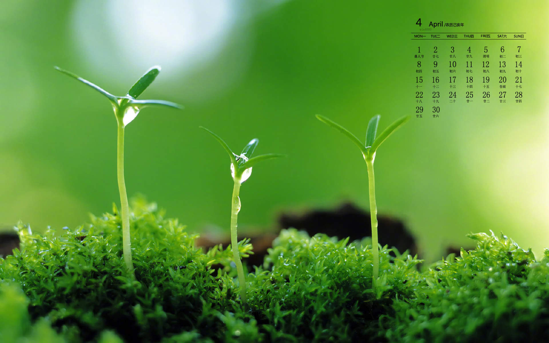 绿色植物图片