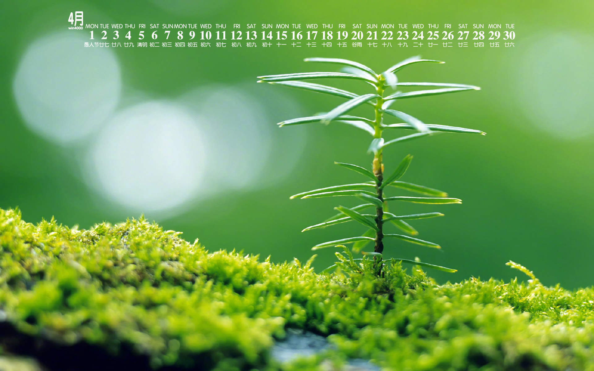 绿色植物图片