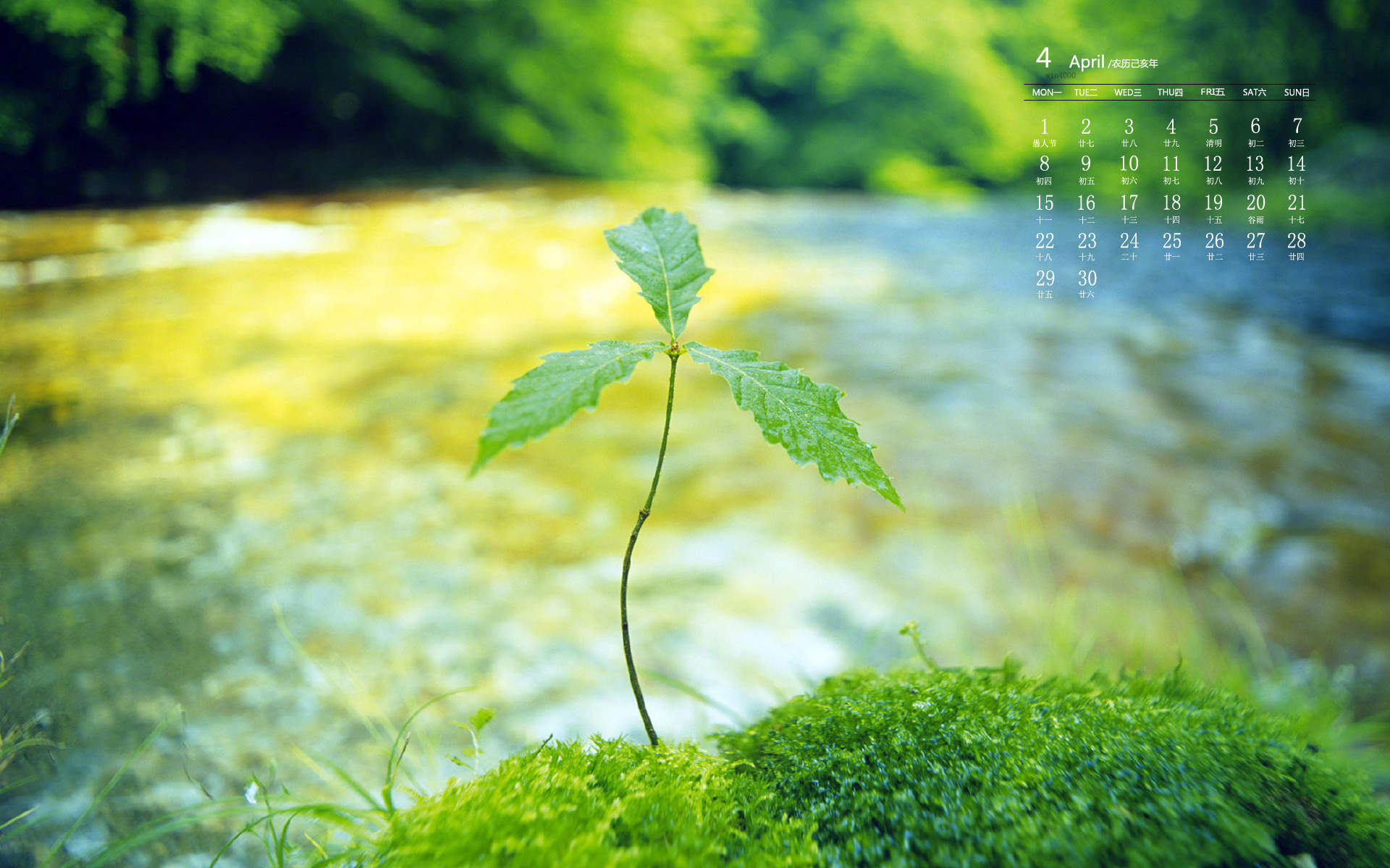 绿色植物图片