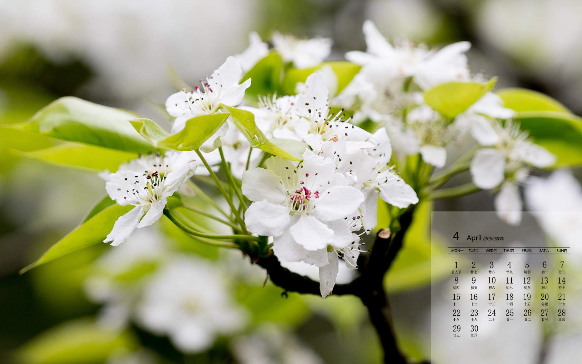 倪妮春日梨花大片高清桌面壁纸图片