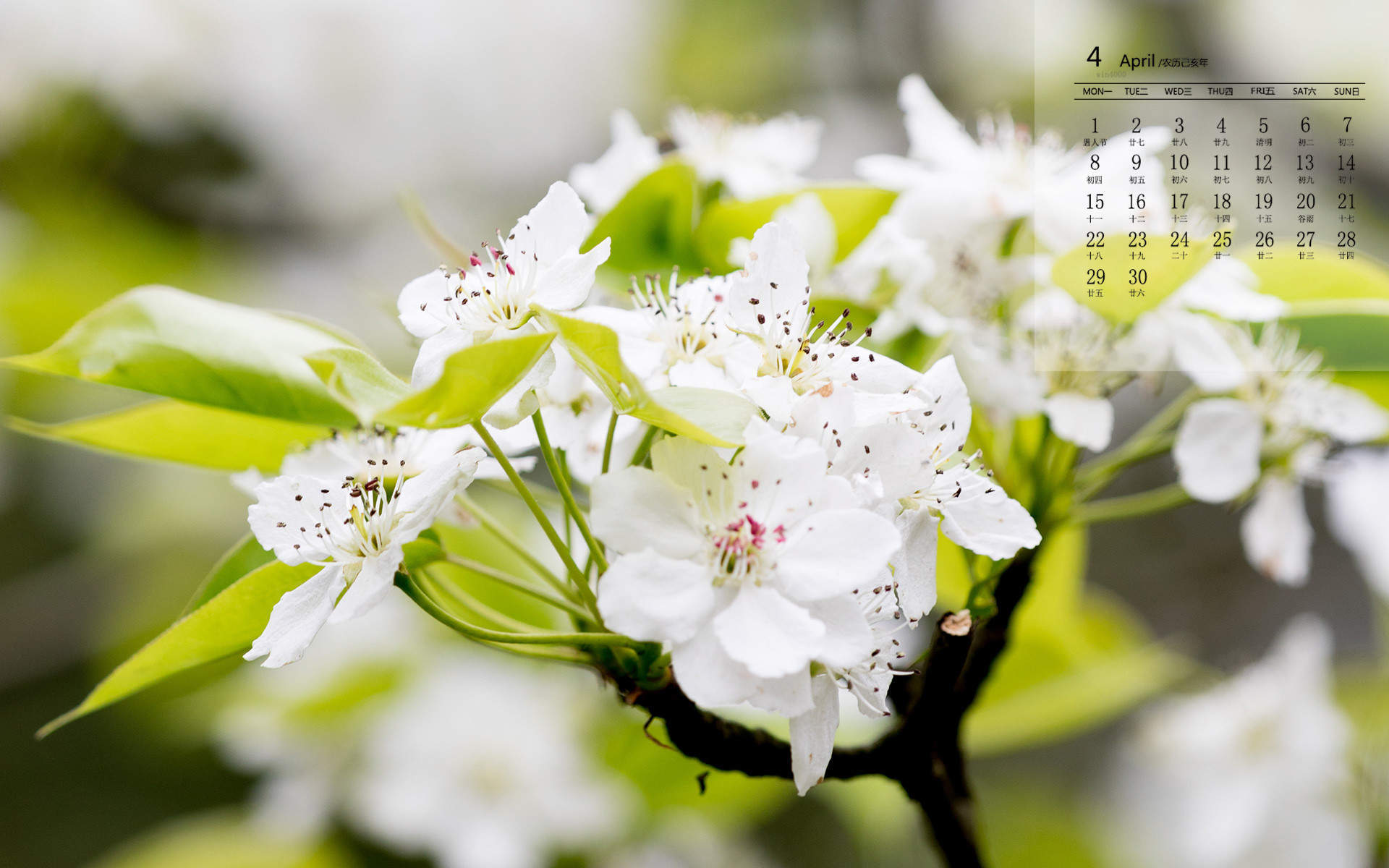 倪妮春日梨花大片高清桌面壁纸图片