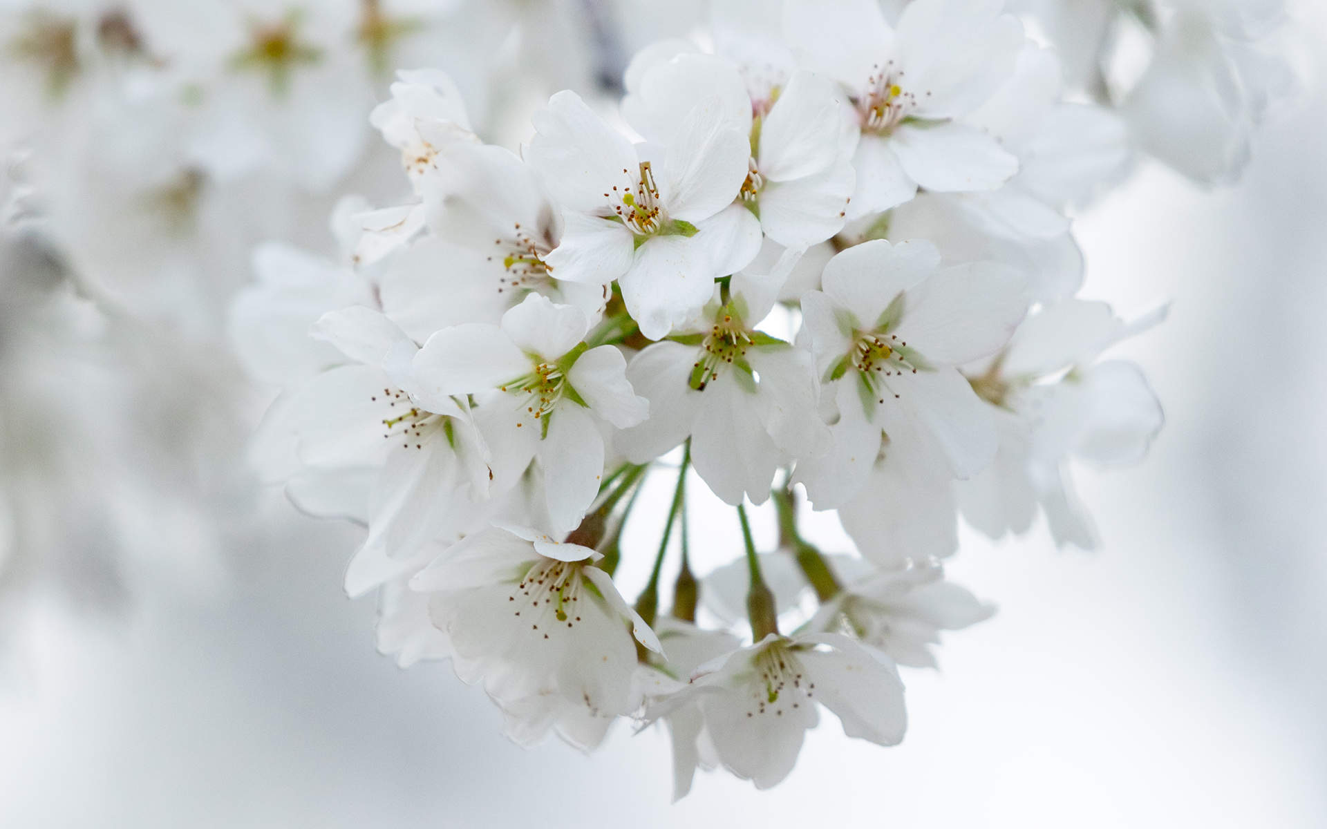 2019年4月春日唯美樱花高清日历壁纸图片