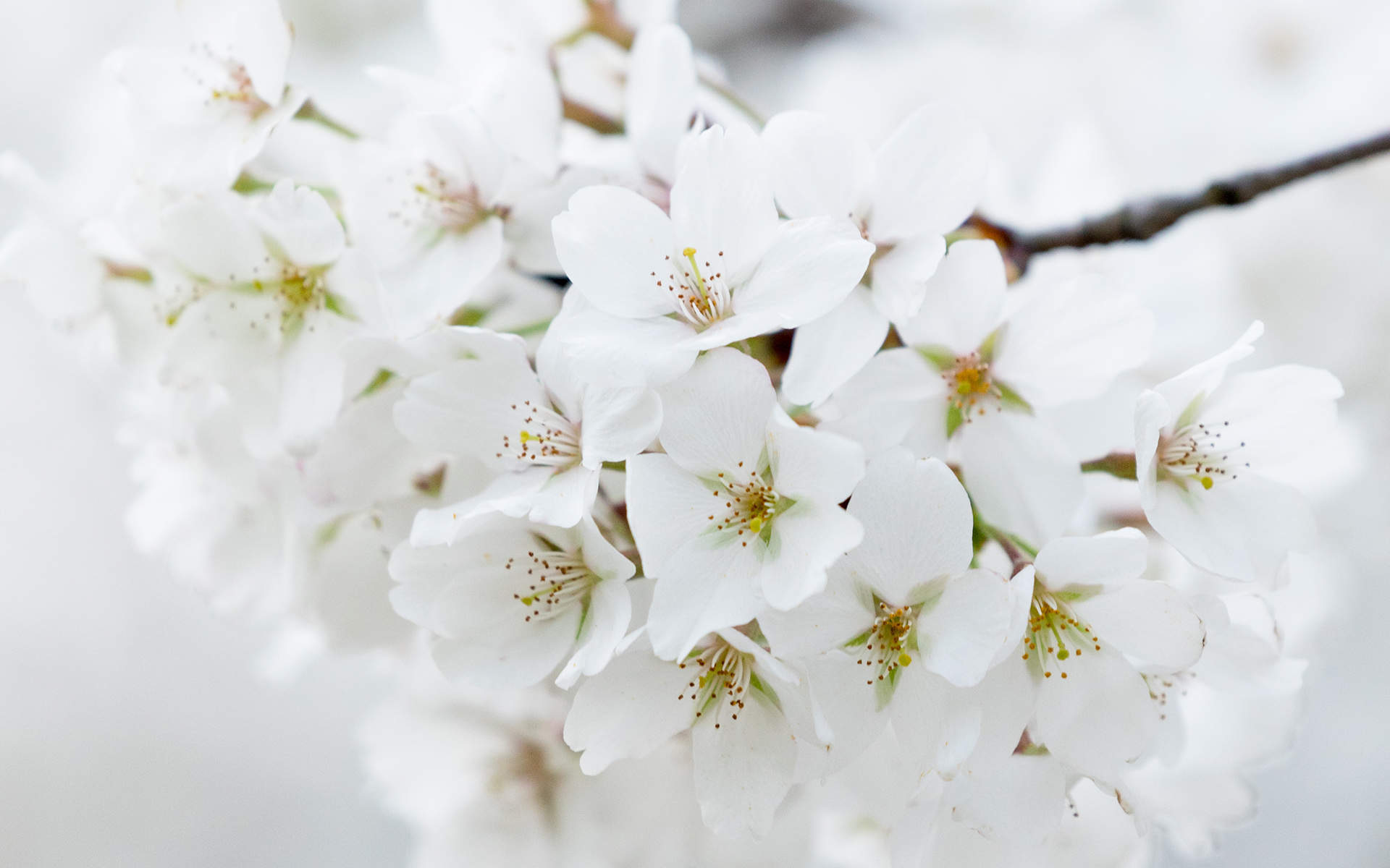 2019年4月春日唯美樱花高清日历壁纸图片