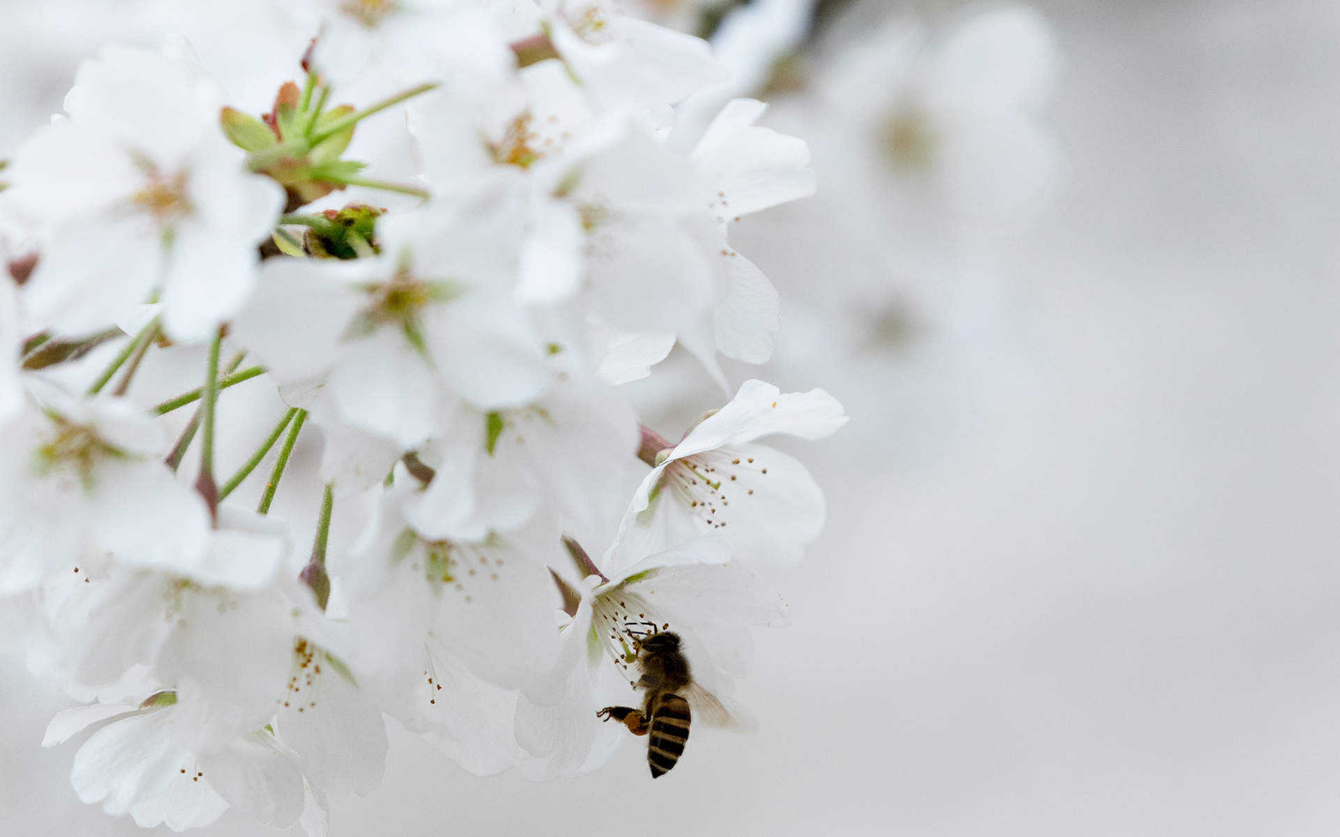 2019年4月春日唯美樱花高清日历壁纸图片