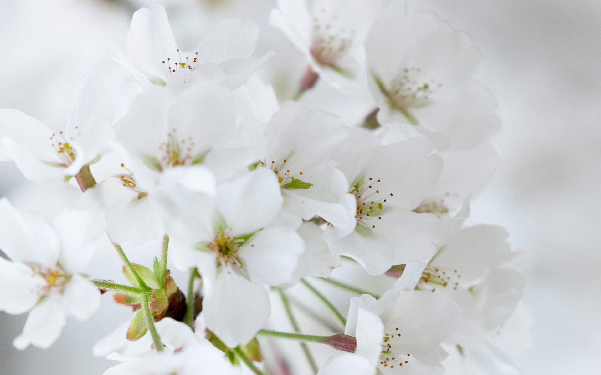 2019年4月春日唯美樱花高清日历壁纸图片