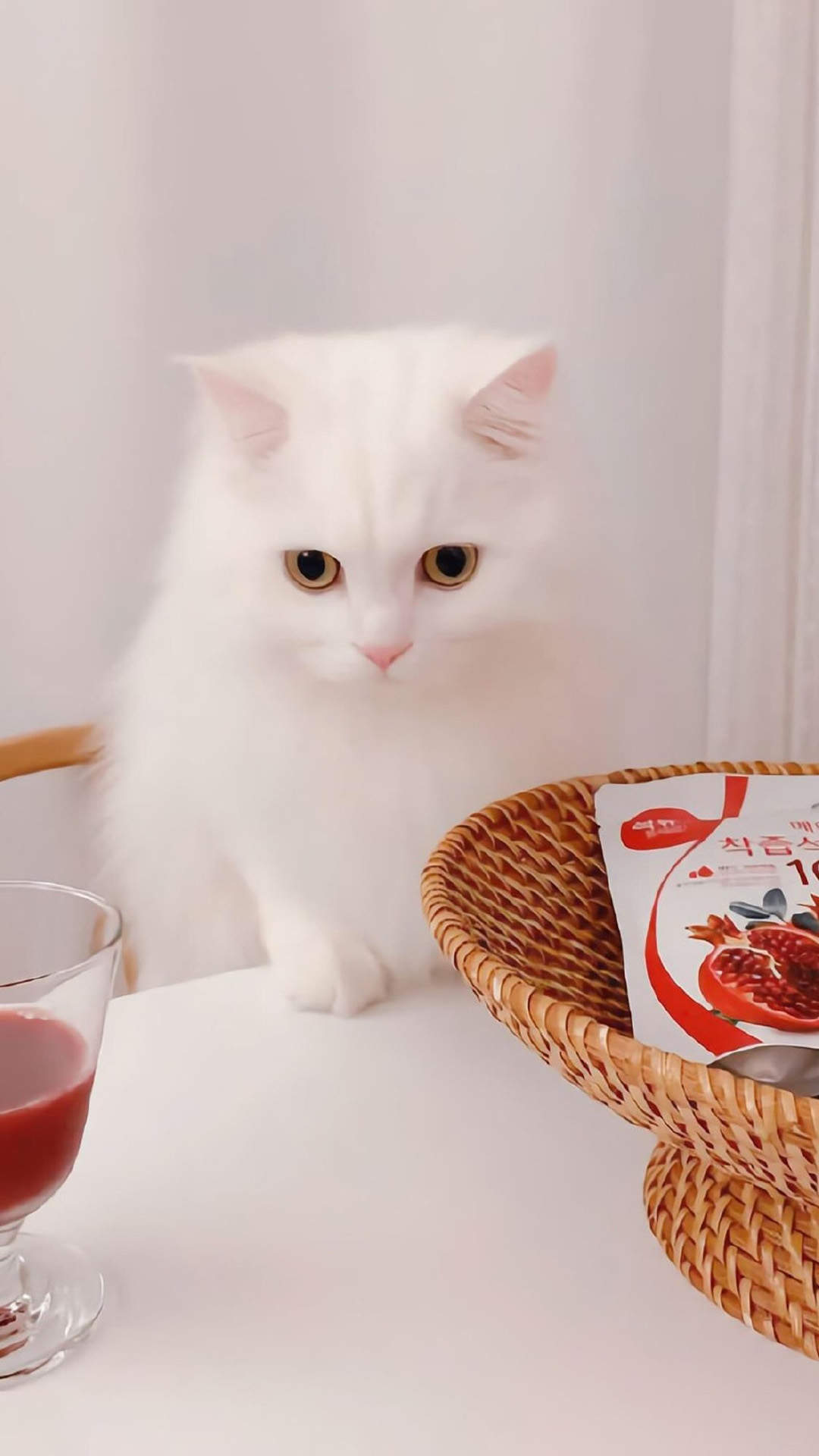 超可爱小猫图片高清手机壁纸图片