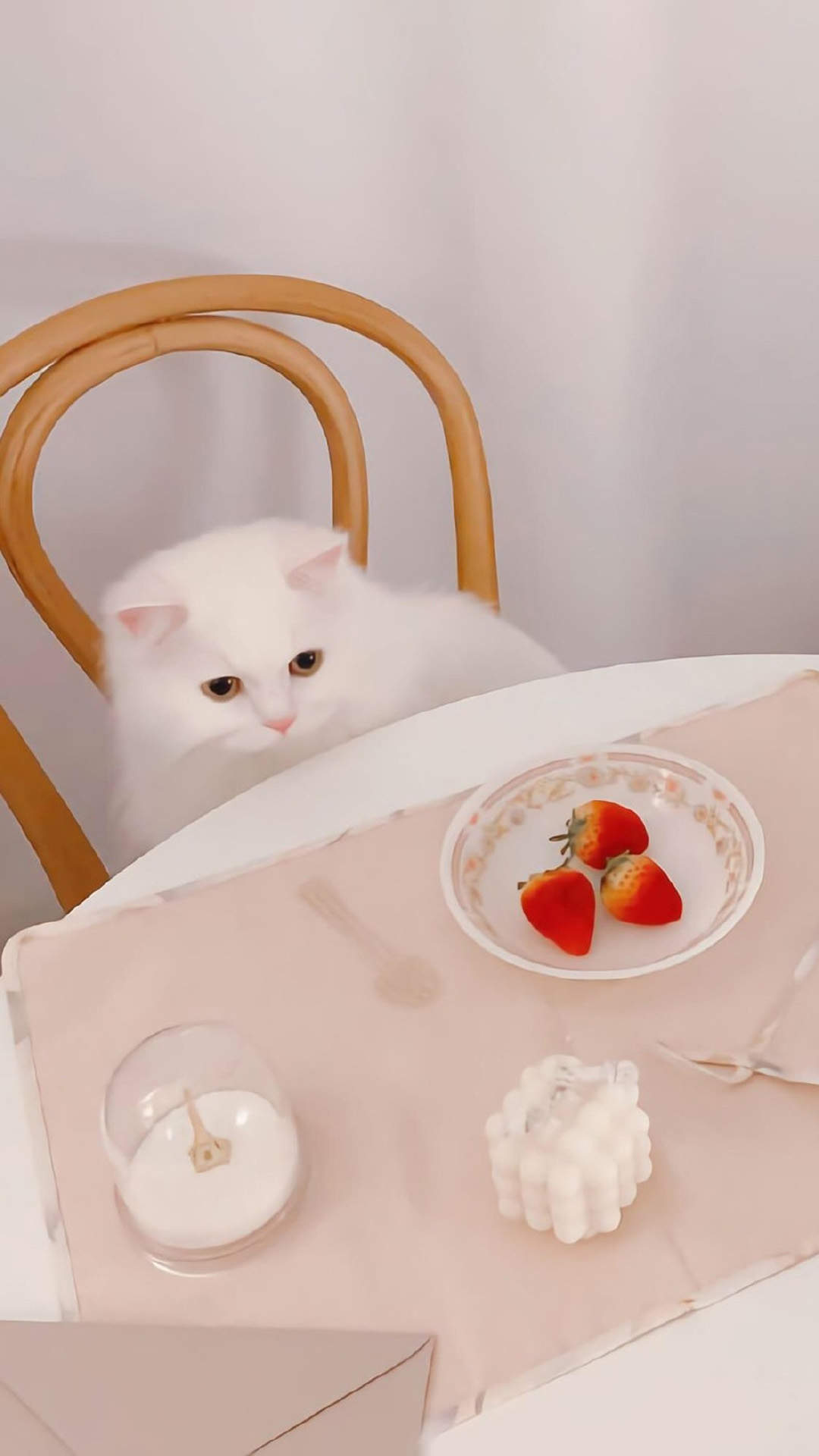 超可爱小猫图片高清手机壁纸图片