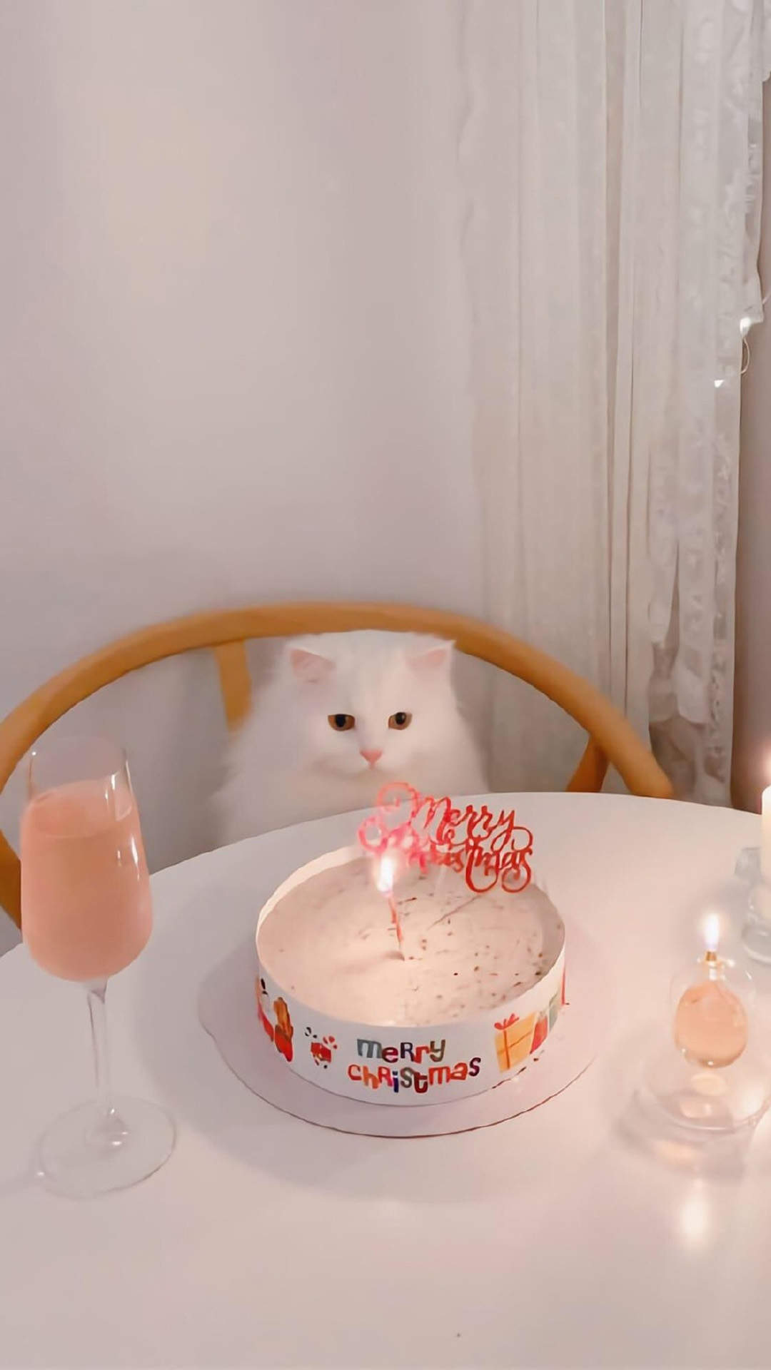 超可爱小猫图片高清手机壁纸图片