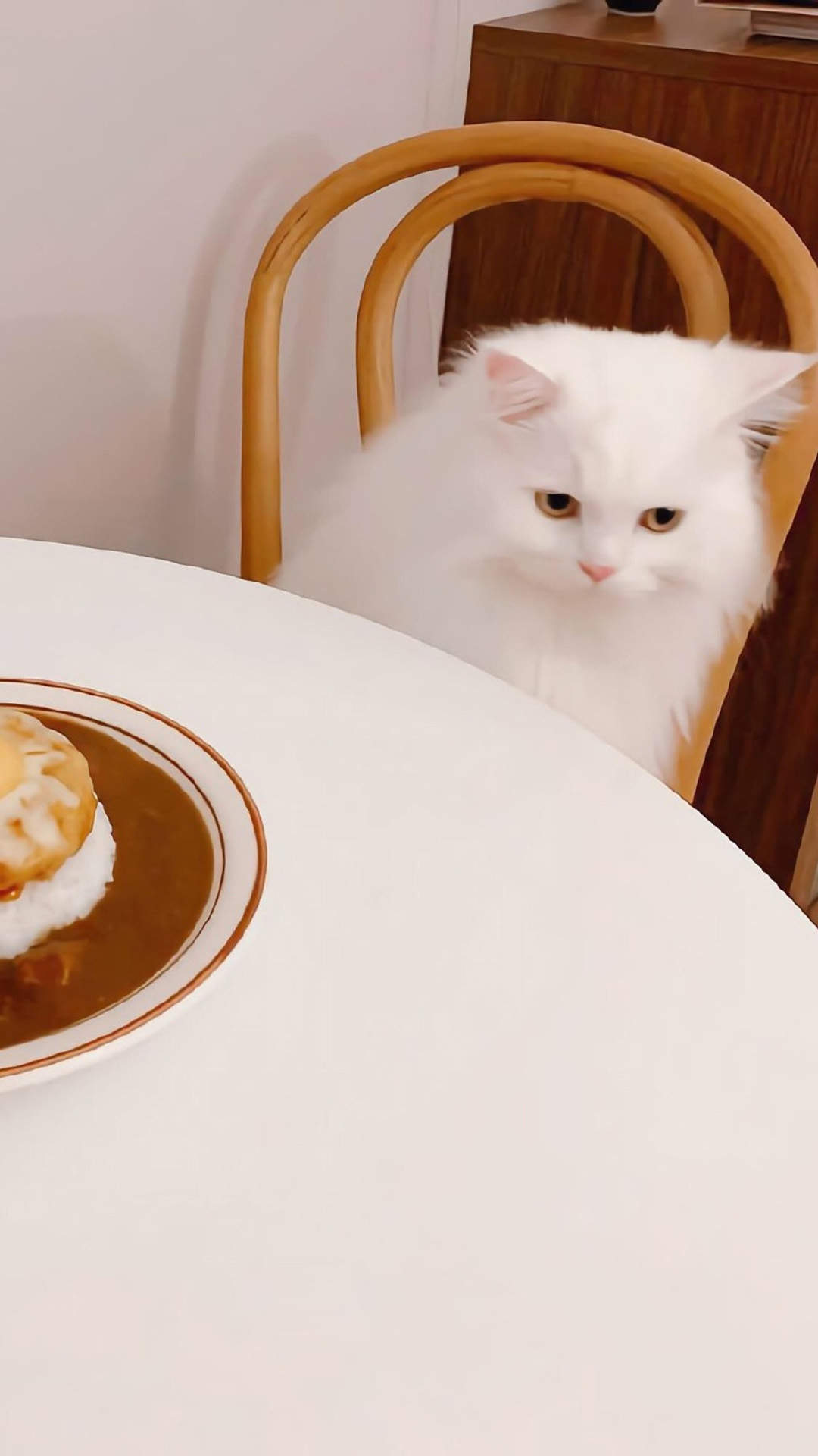 超可爱小猫图片高清手机壁纸图片
