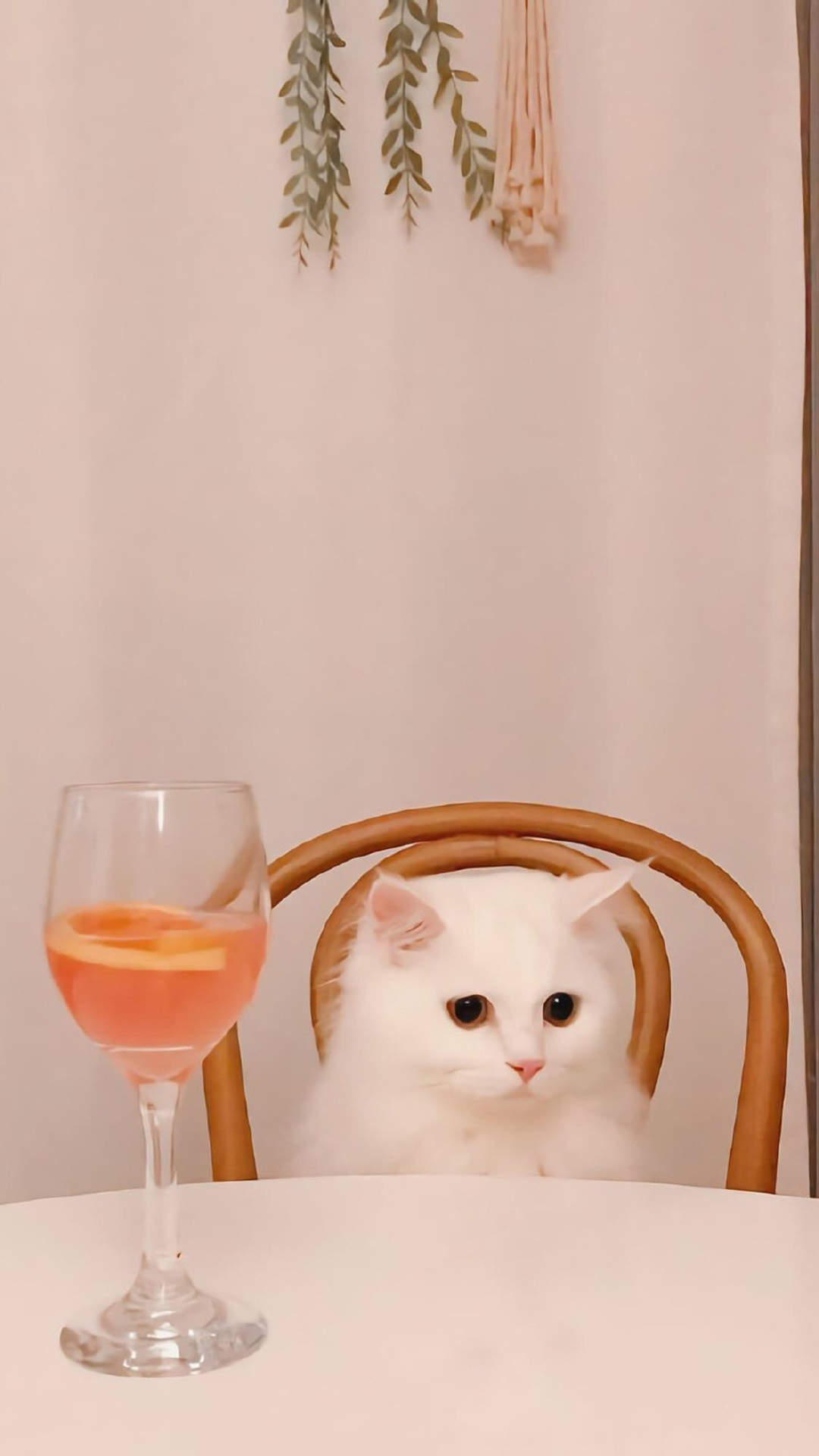 超可爱小猫图片高清手机壁纸图片