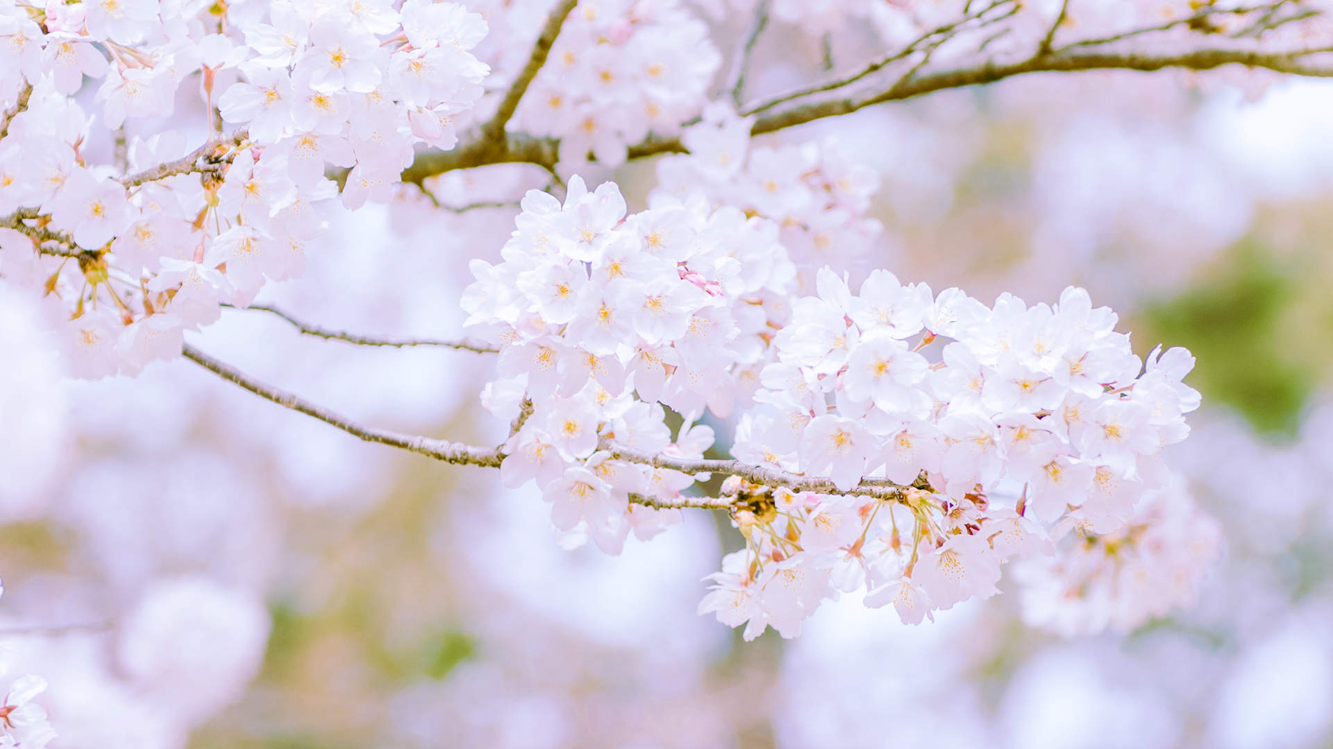 2019年4月春日唯美樱花高清日历壁纸图片
