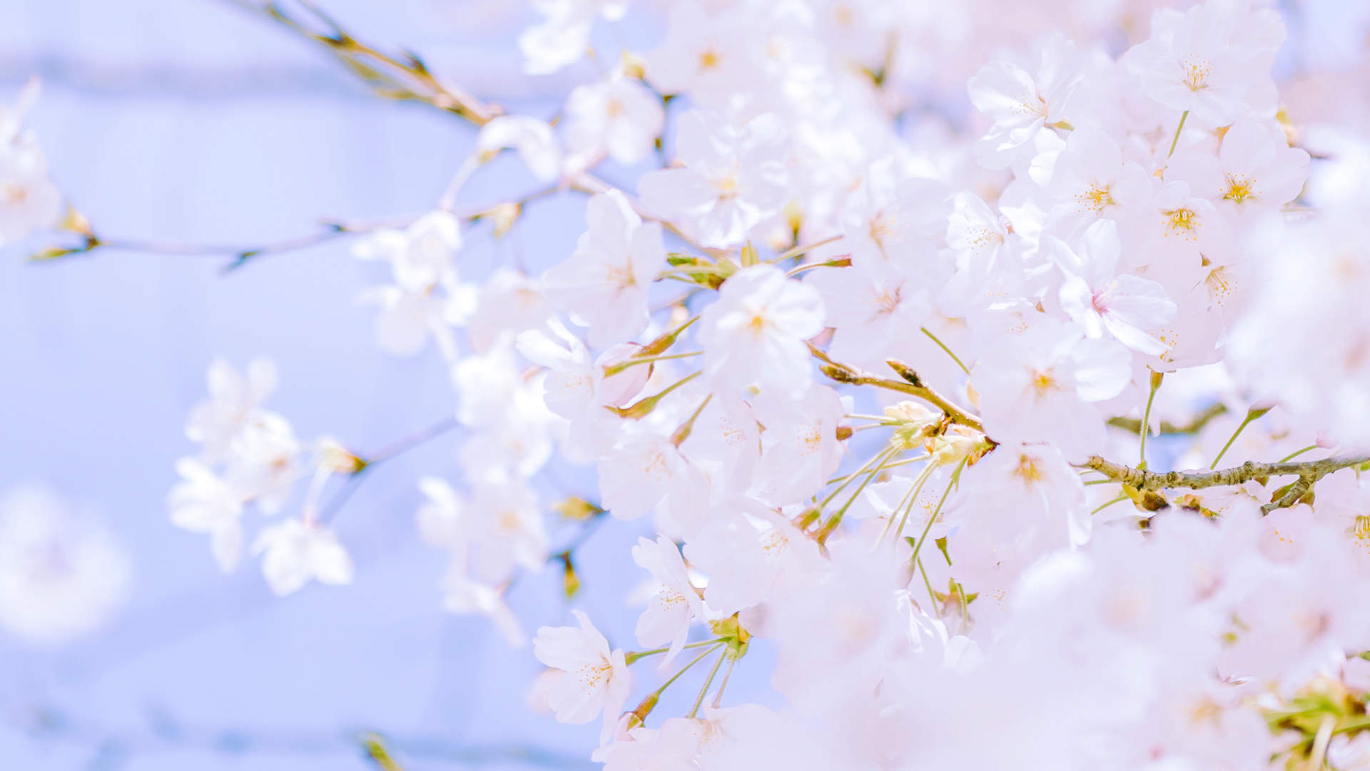 2019年4月春日唯美樱花高清日历壁纸图片