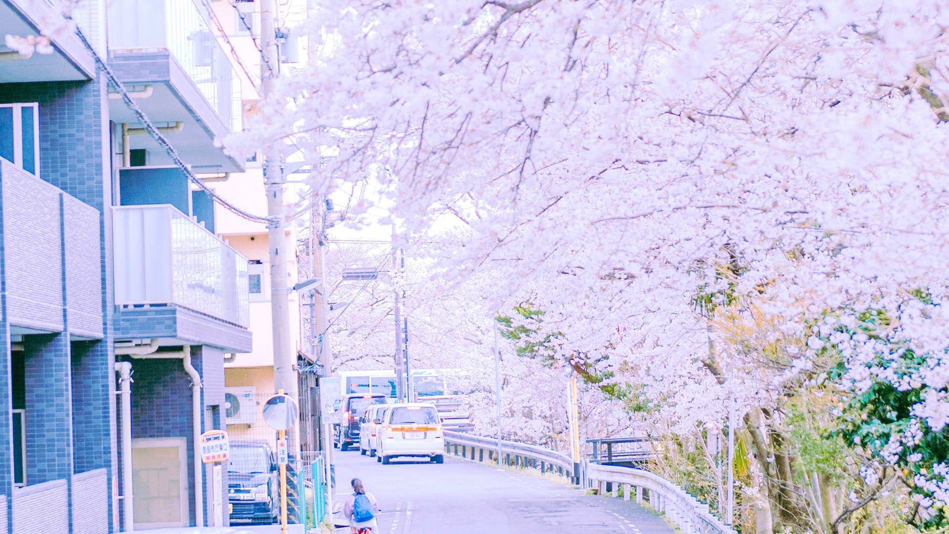 2019年4月春日唯美樱花高清日历壁纸图片
