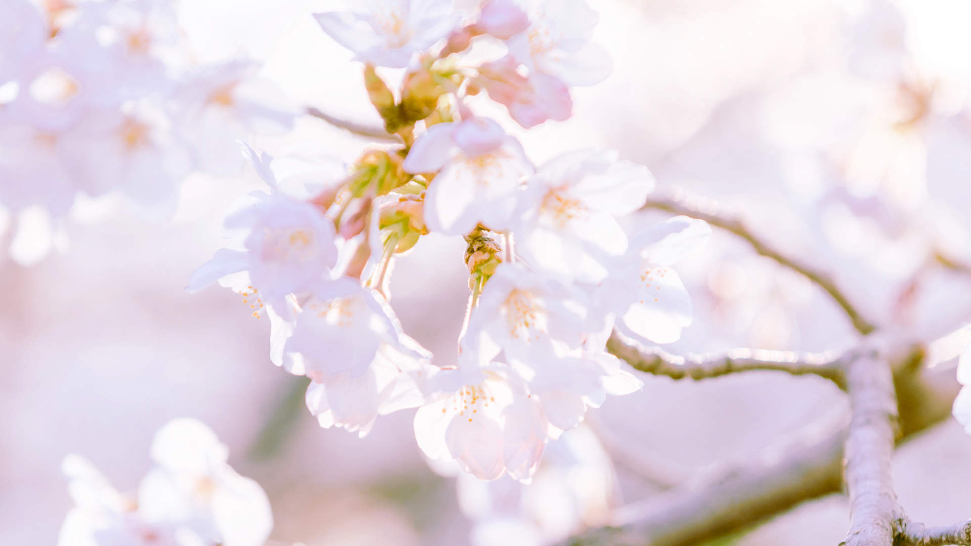 2019年4月春日唯美樱花高清日历壁纸图片