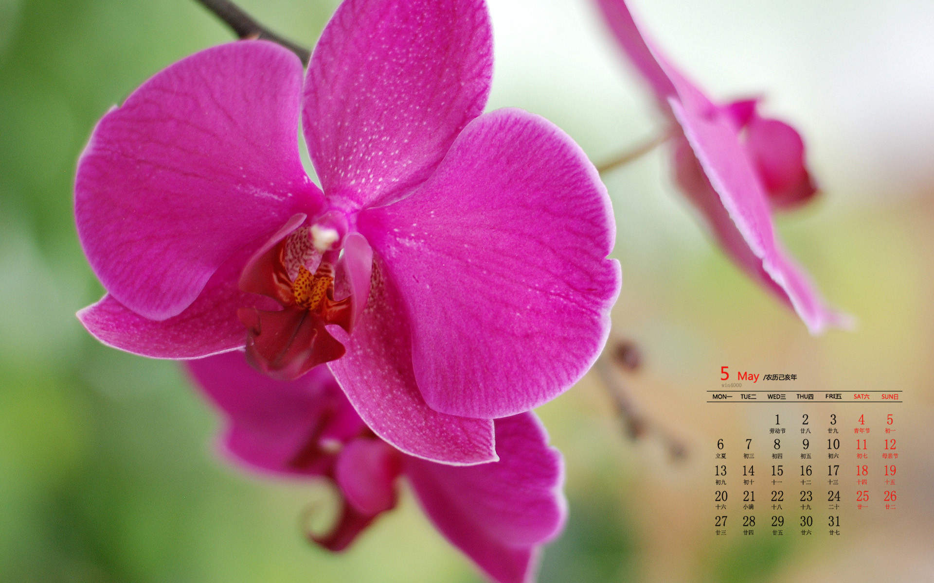 粉色的蝴蝶兰高清桌面壁纸图片