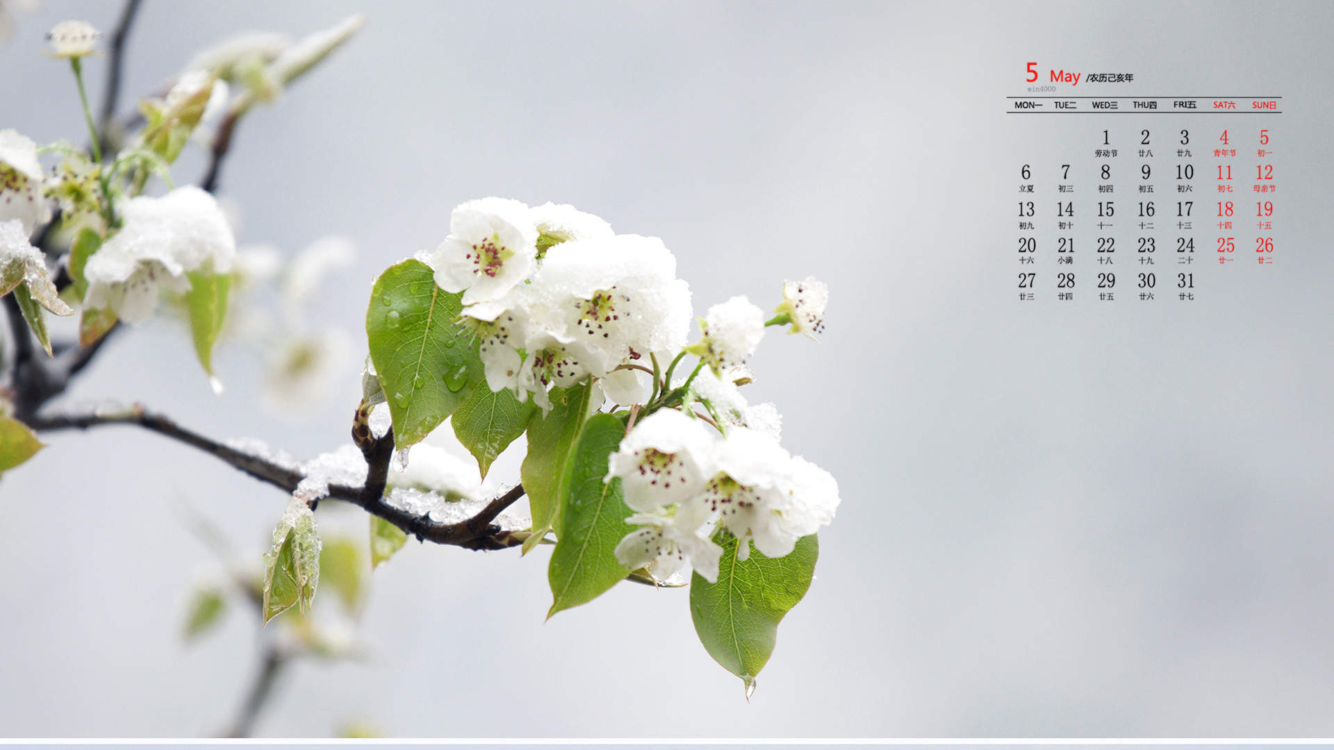 倪妮春日梨花大片高清桌面壁纸图片
