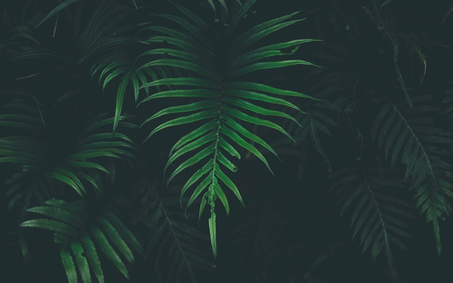 绿色植物图片