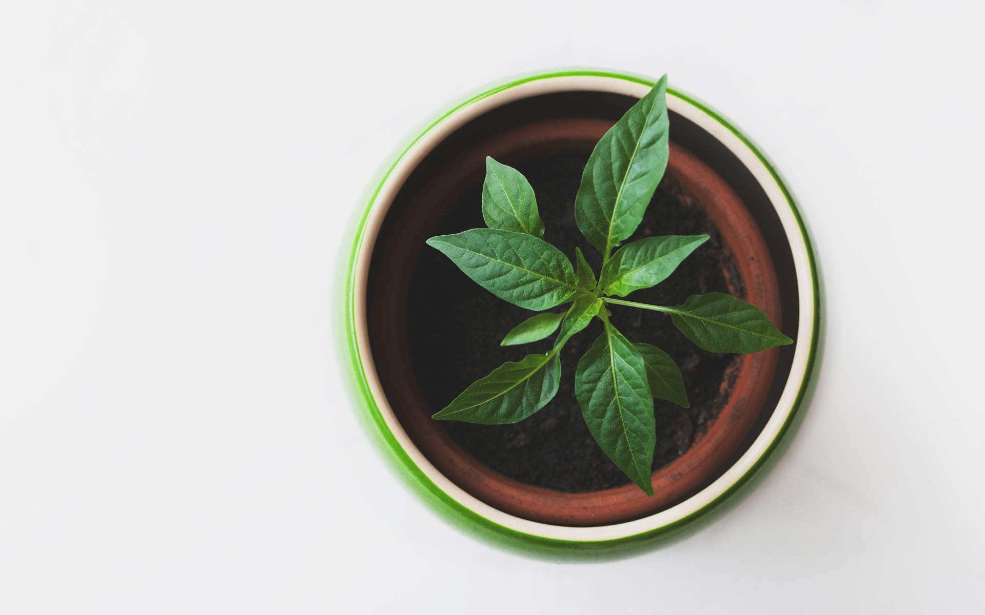 绿色植物图片