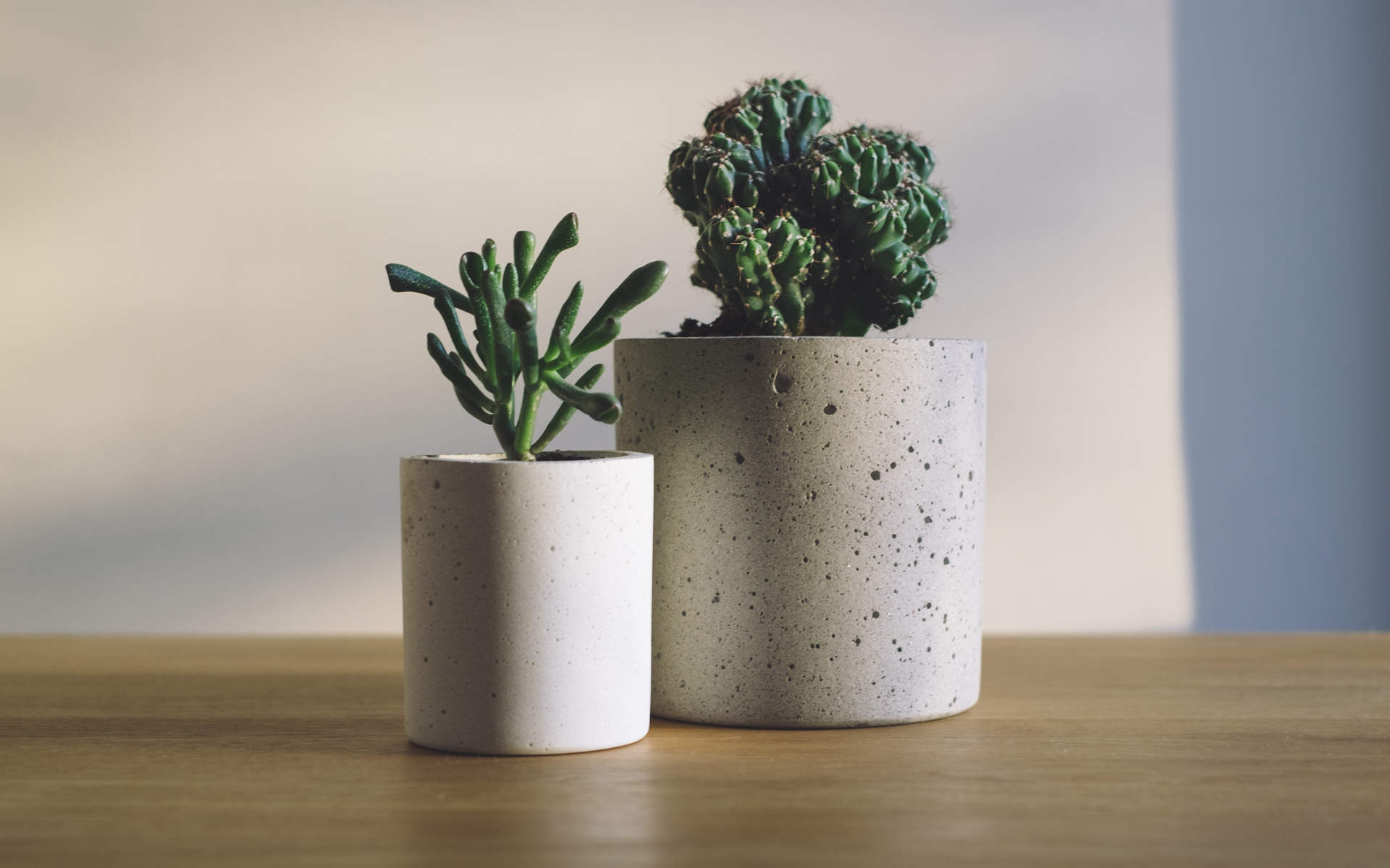 绿色植物图片