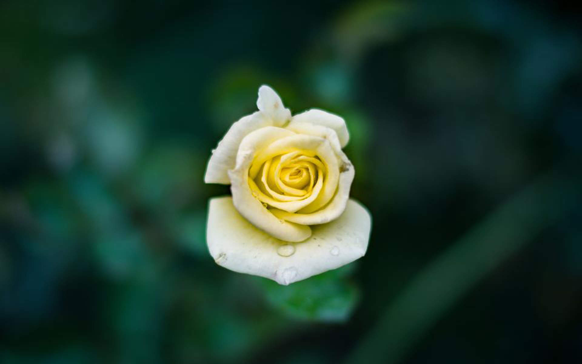 玫瑰花图片