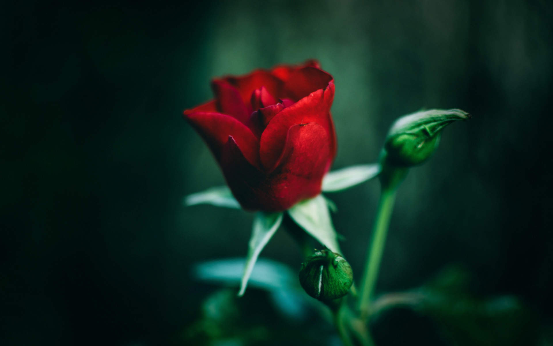 玫瑰花图片
