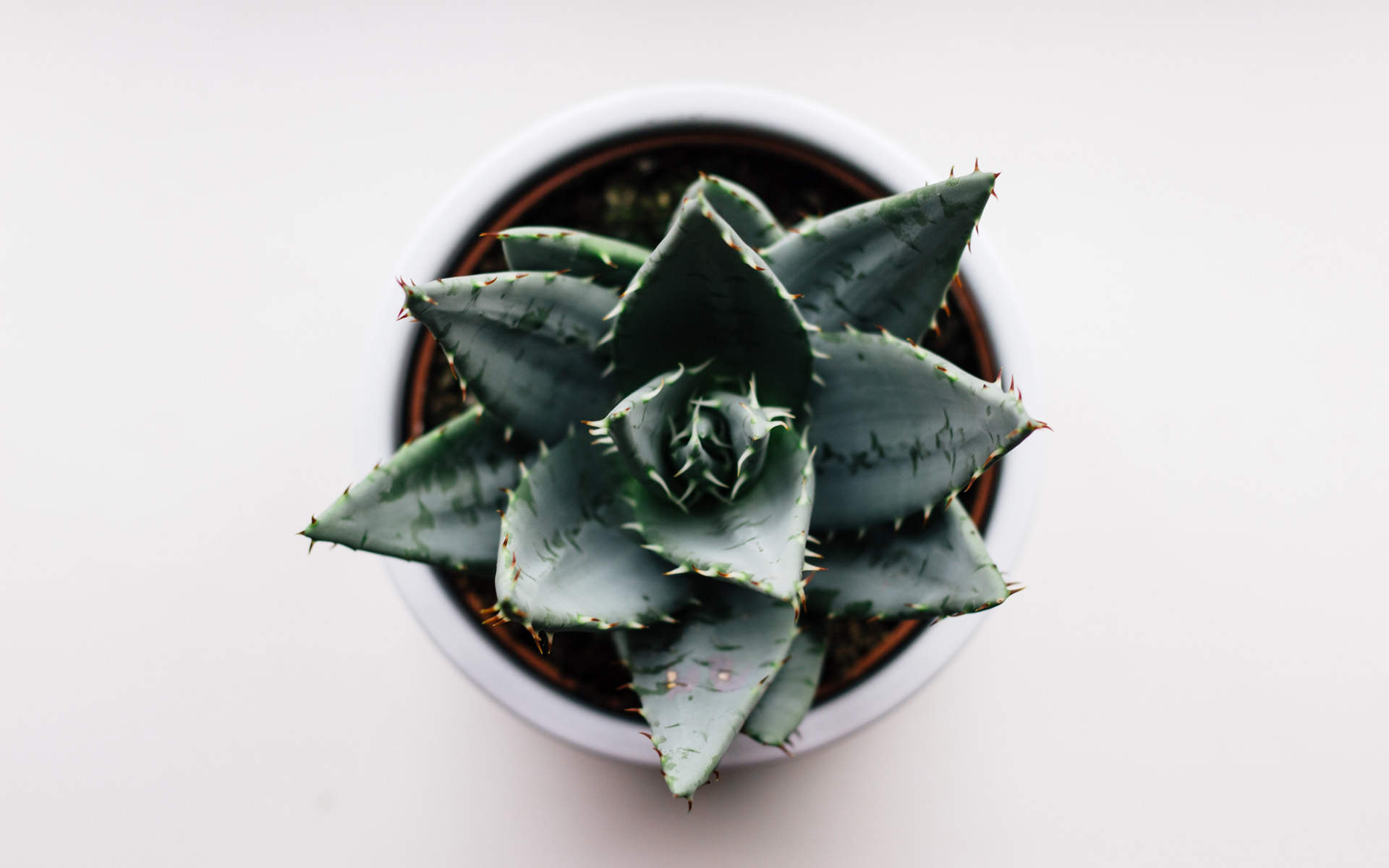 绿色植物图片