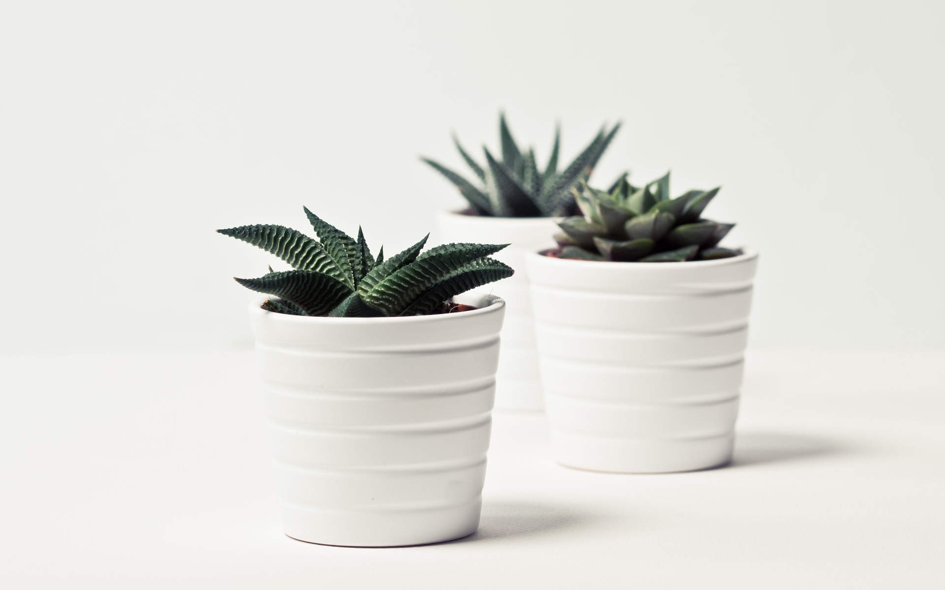绿色植物图片