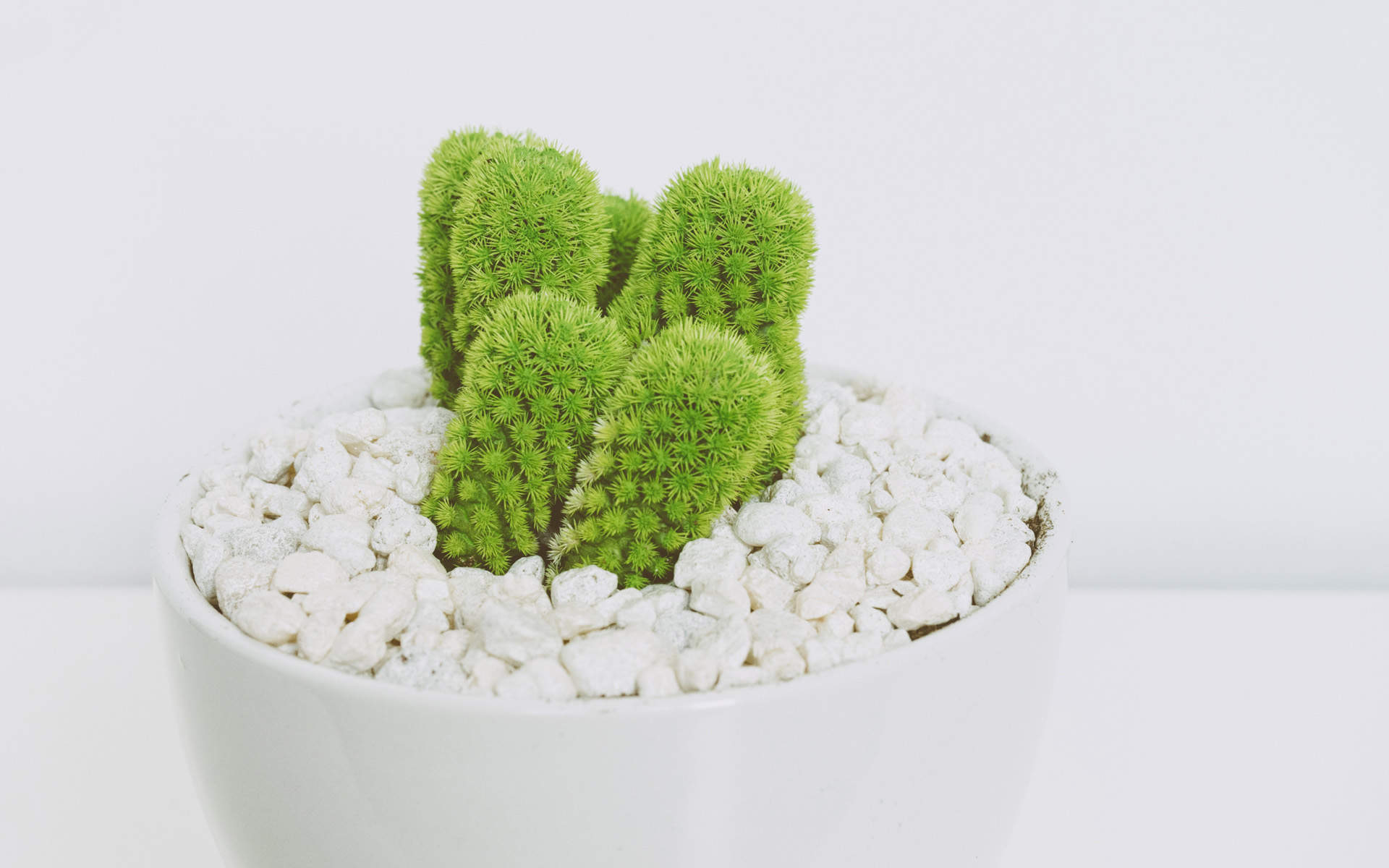 绿色植物图片