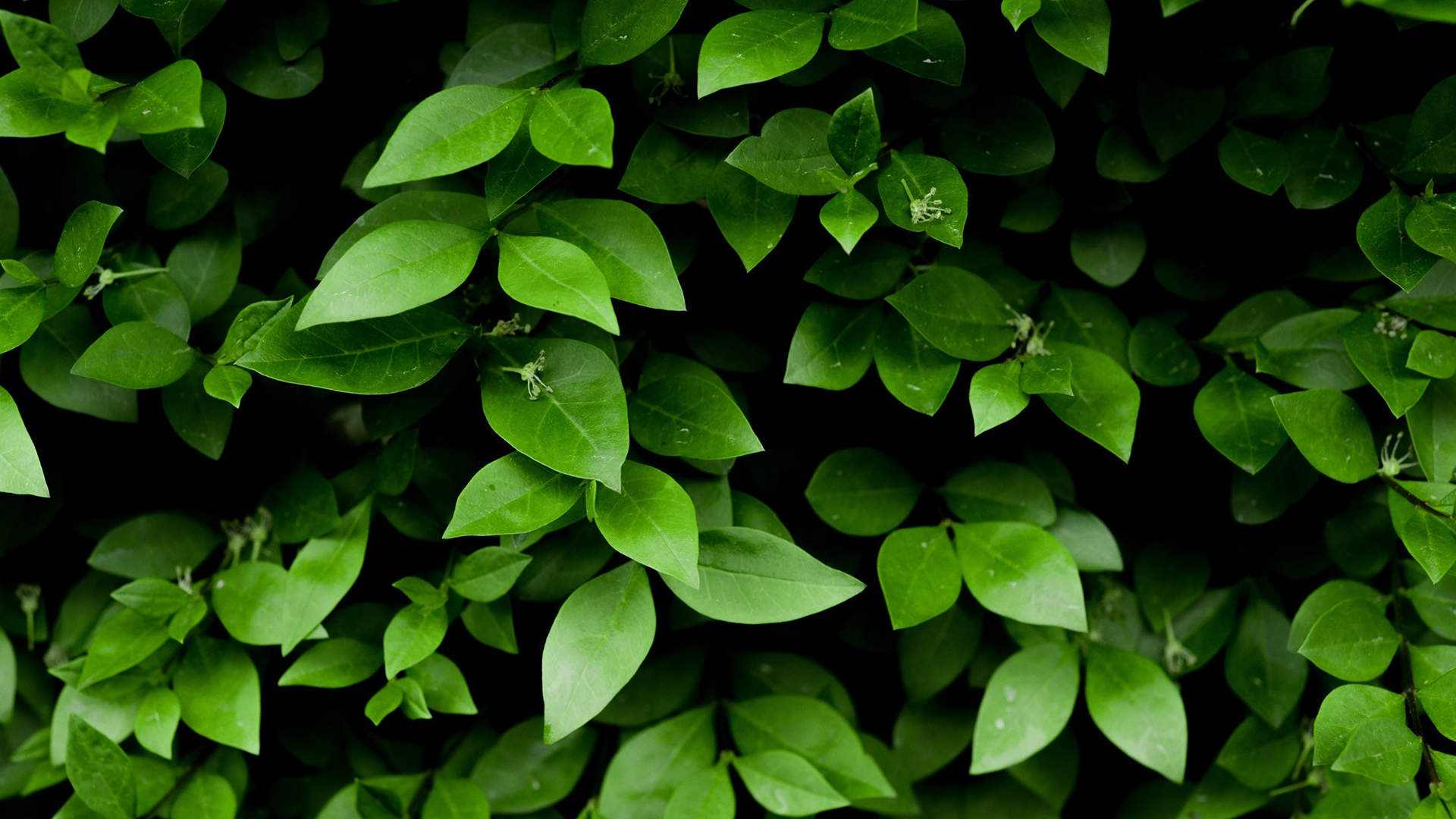 绿色植物图片