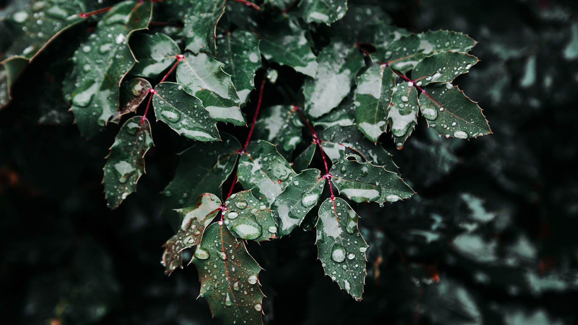 绿色植物图片