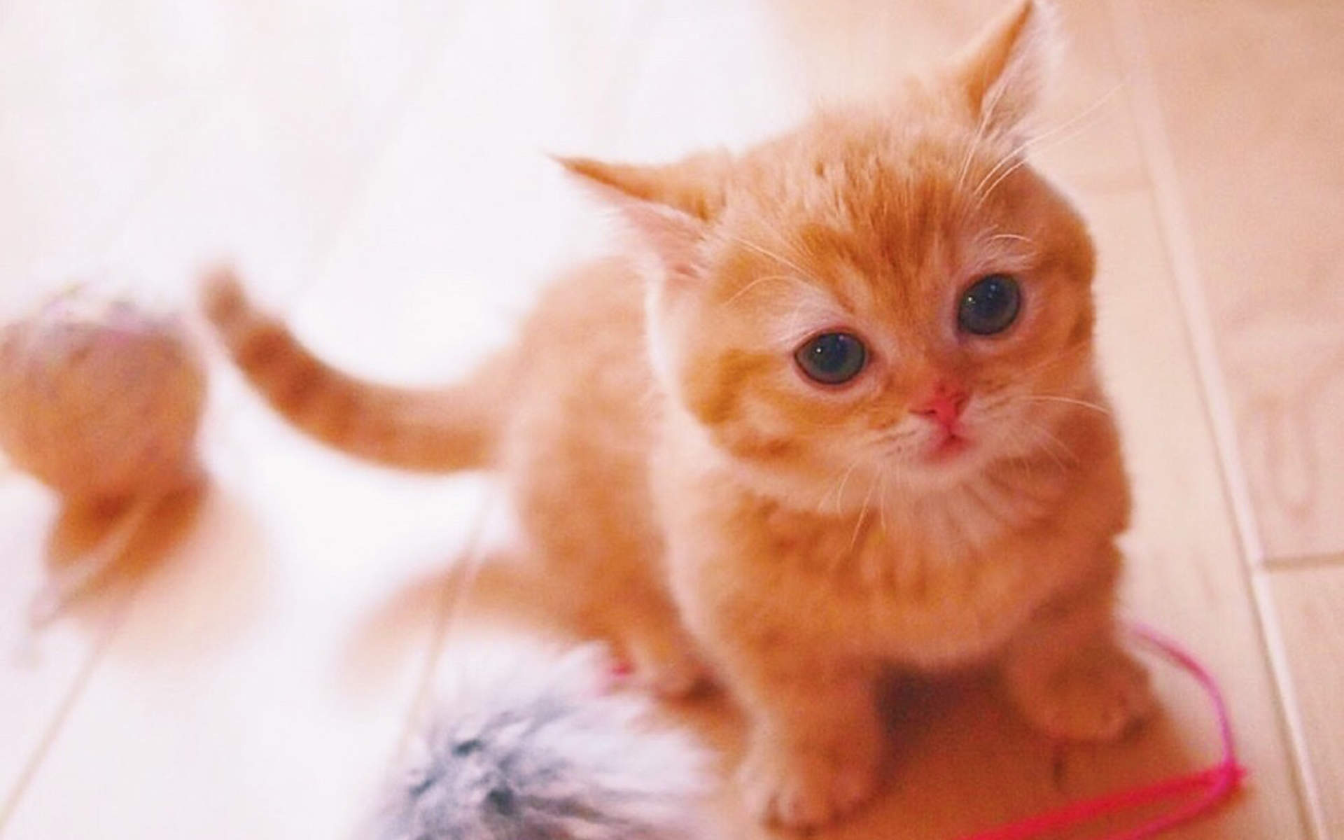 高清超可爱萌宠小奶猫图片高清电脑壁纸图片