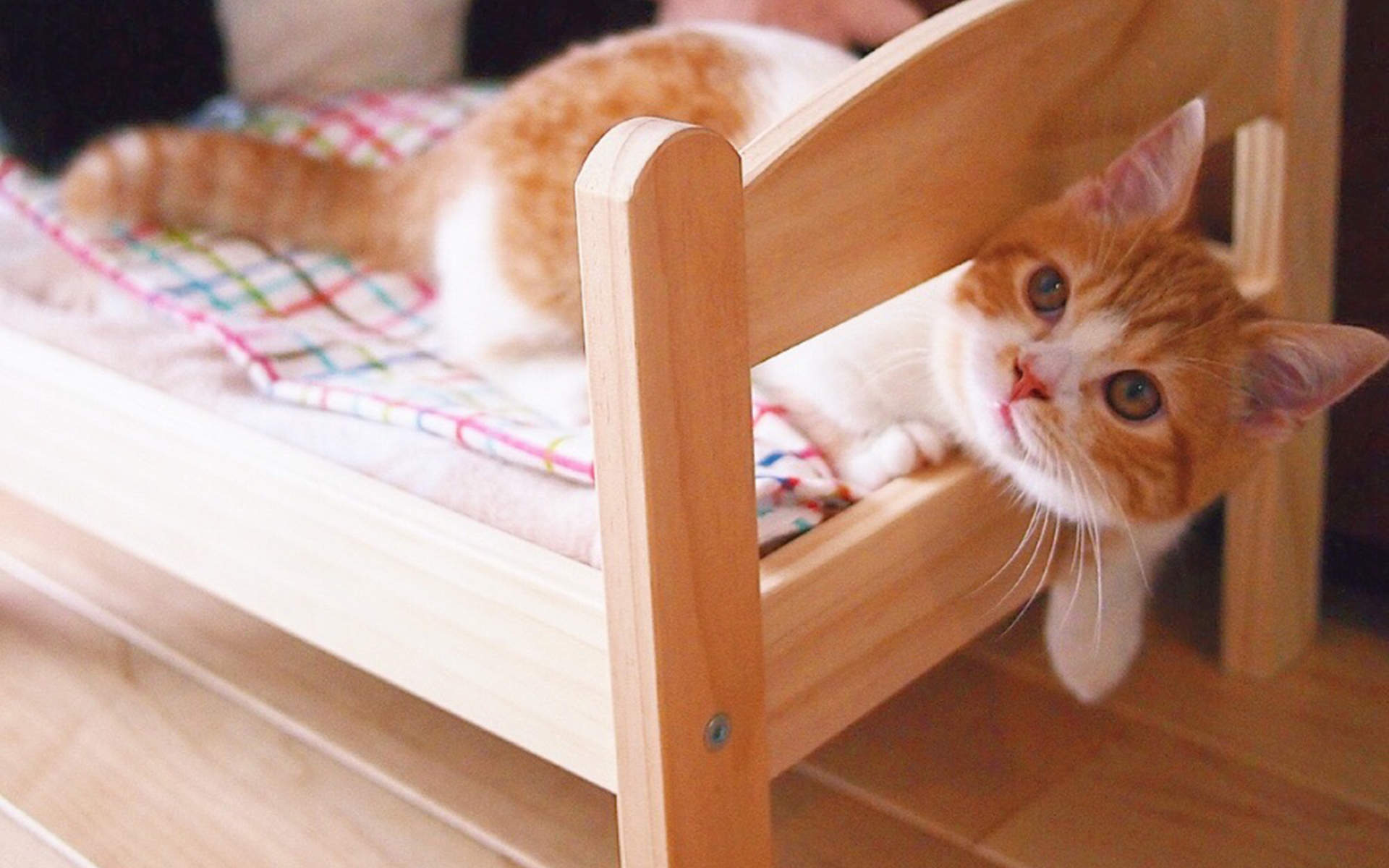 高清超可爱萌宠小奶猫图片高清电脑壁纸图片
