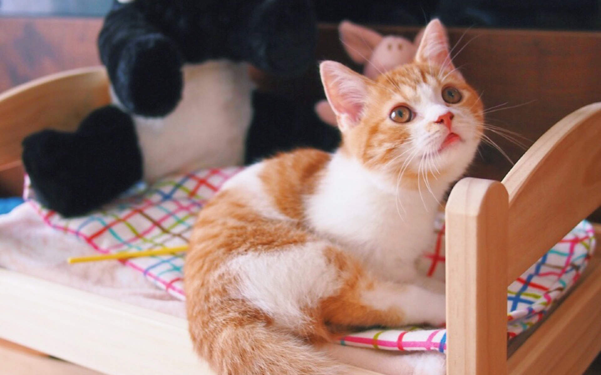 高清超可爱萌宠粉嫩的小奶猫高清手机壁纸图片