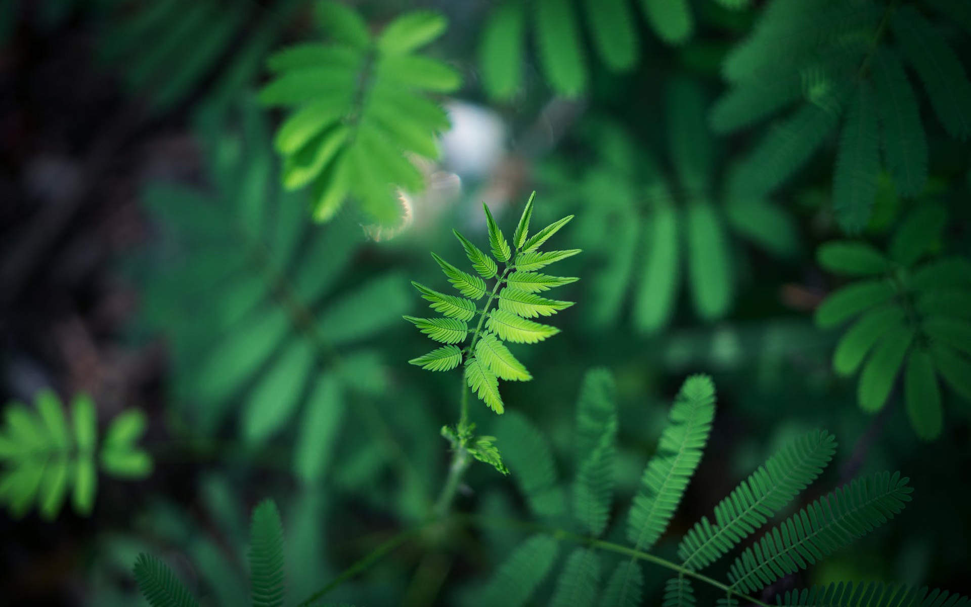 绿色植物图片