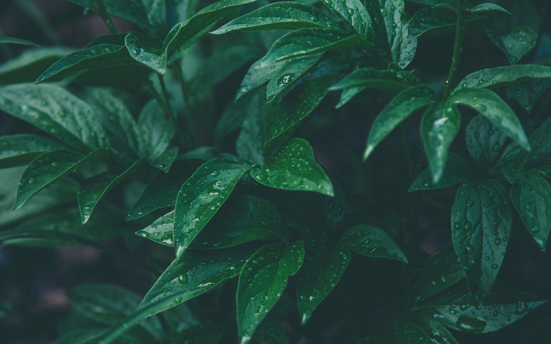 唯美清新绿色植物花卉高清摄影素材图片欣赏图片