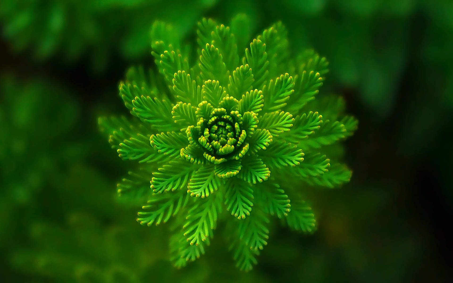 唯美清新绿色植物花卉高清摄影素材图片欣赏图片