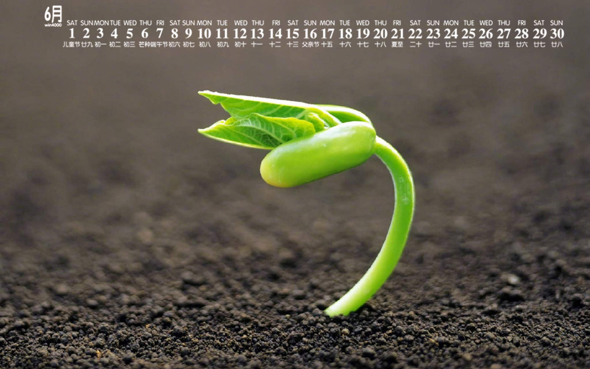 唯美清新绿色植物花卉高清摄影素材图片欣赏图片