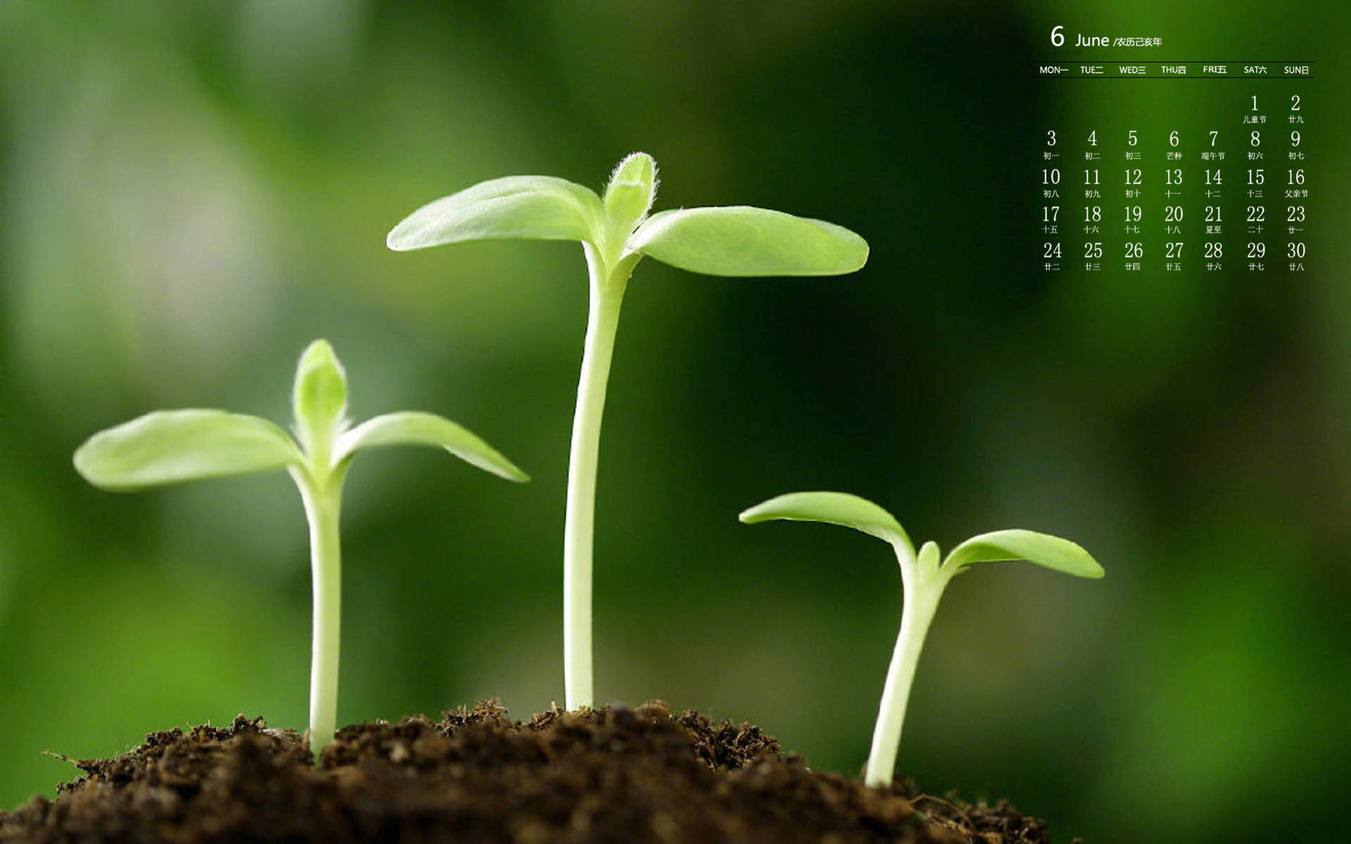 唯美清新绿色植物花卉高清摄影素材图片欣赏图片
