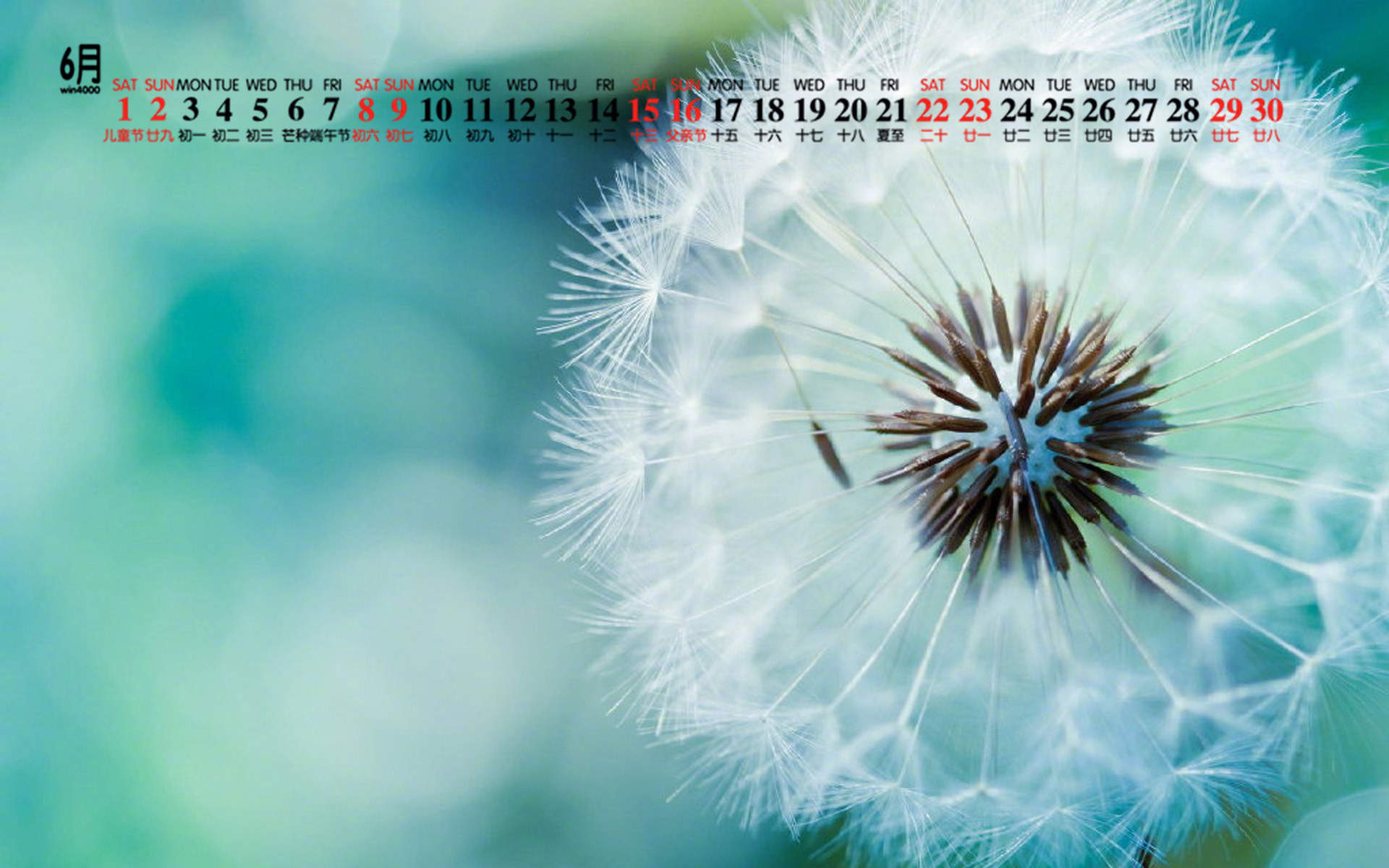 2019年12月白色的蒲公英唯美高清日历壁纸图片