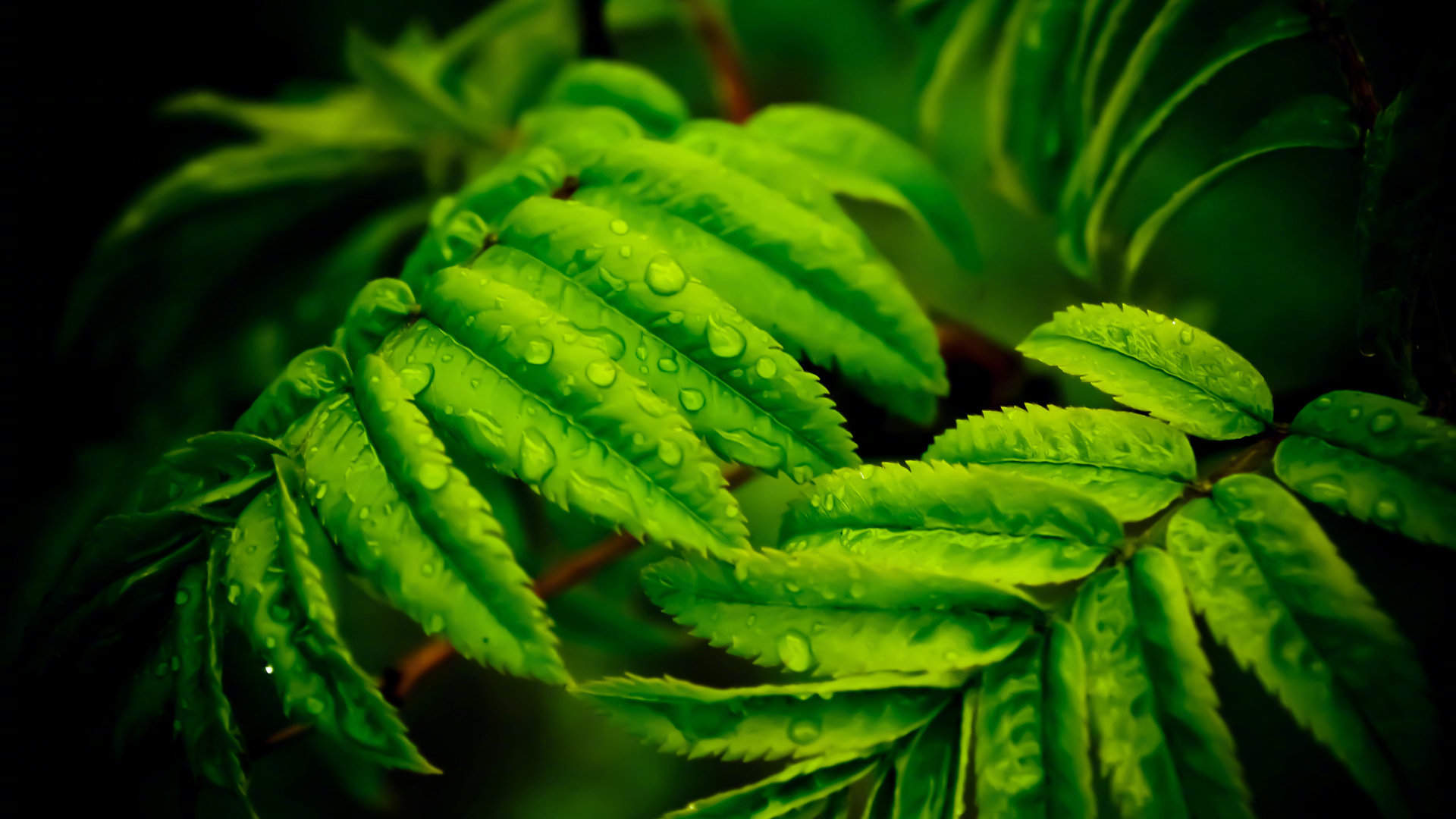 绿色植物图片