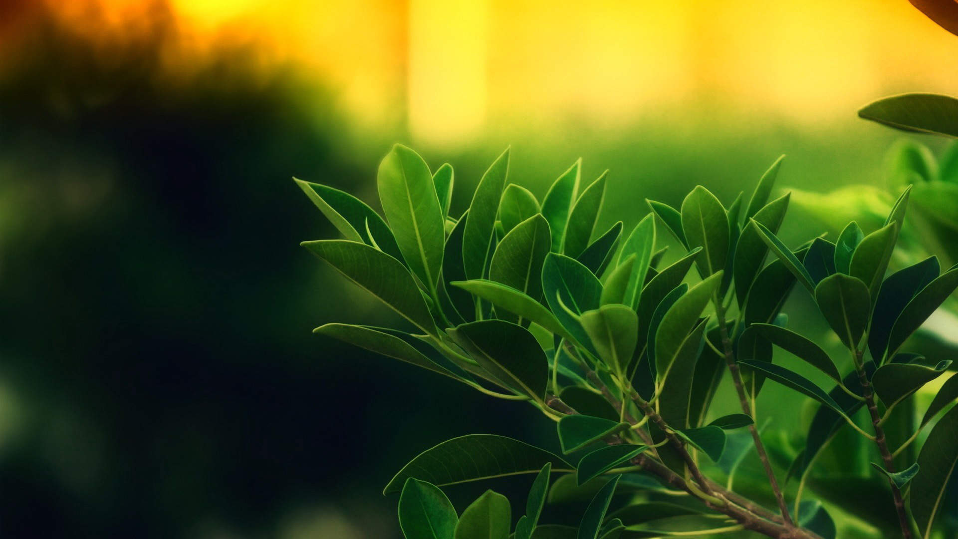 绿色植物图片